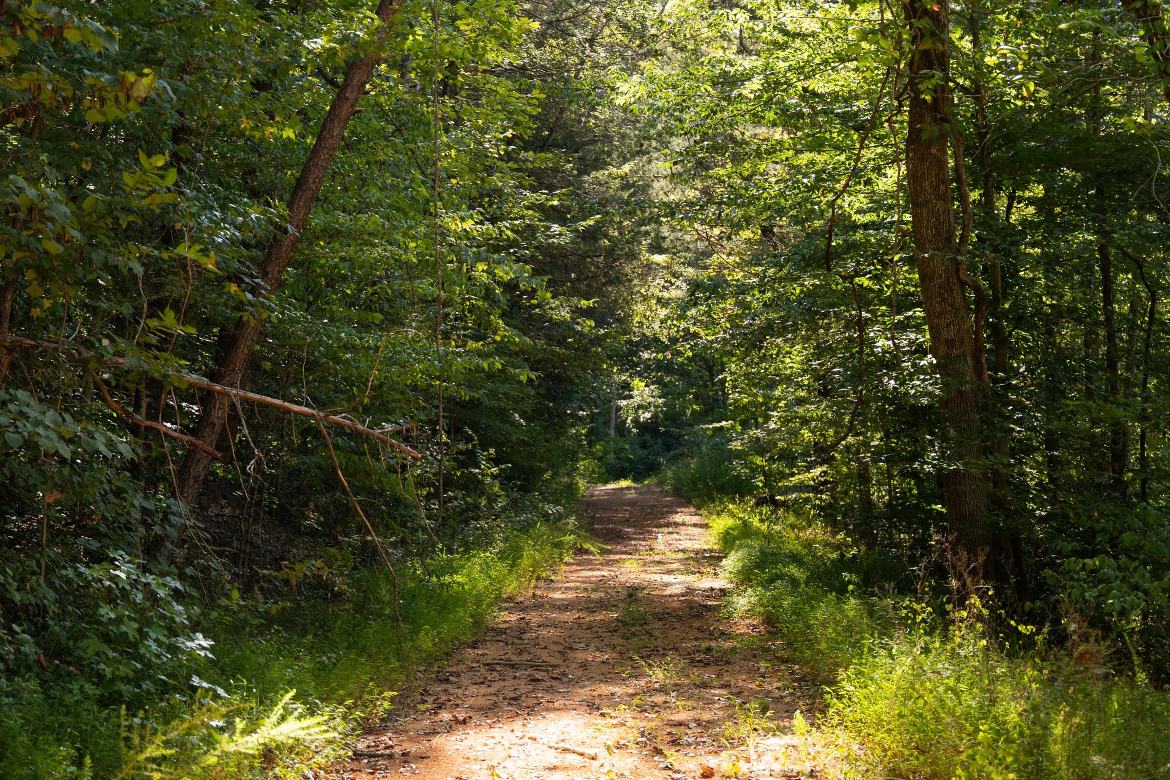 Big White Oak Tract 81 photo 1