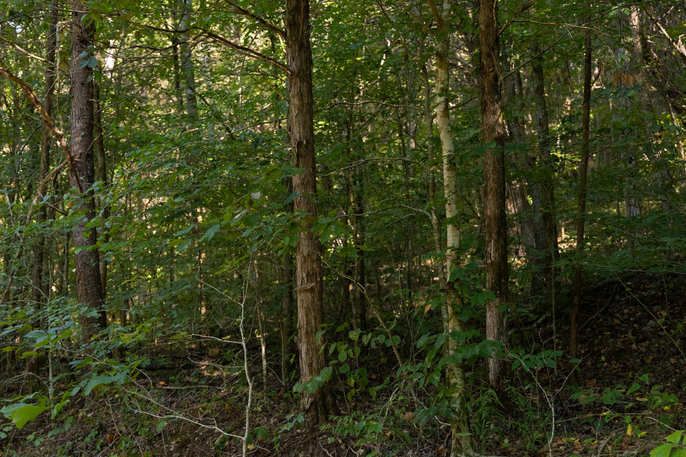 Big White Oak Tract 81 photo 8