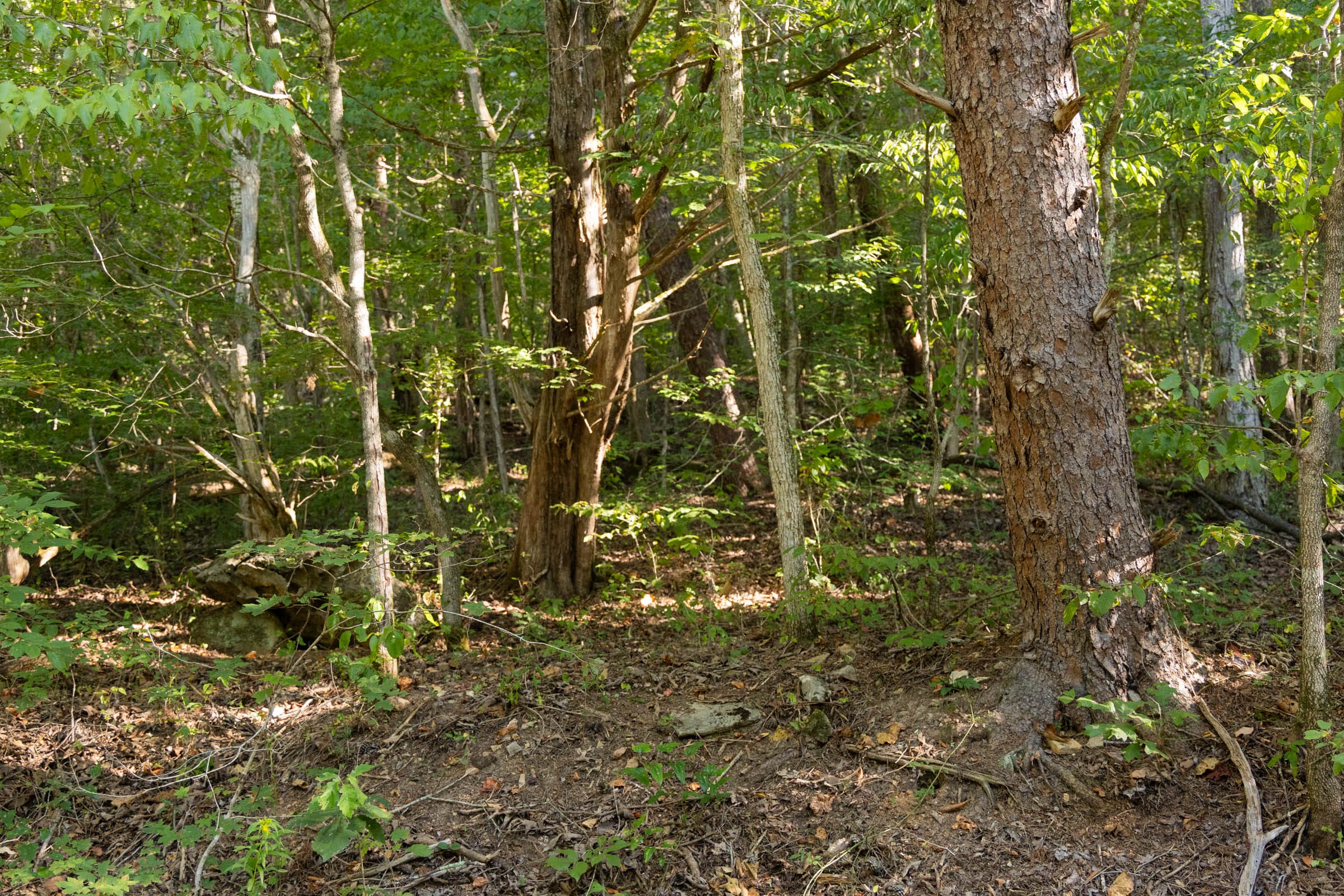 Big White Oak Tract 81 photo 7
