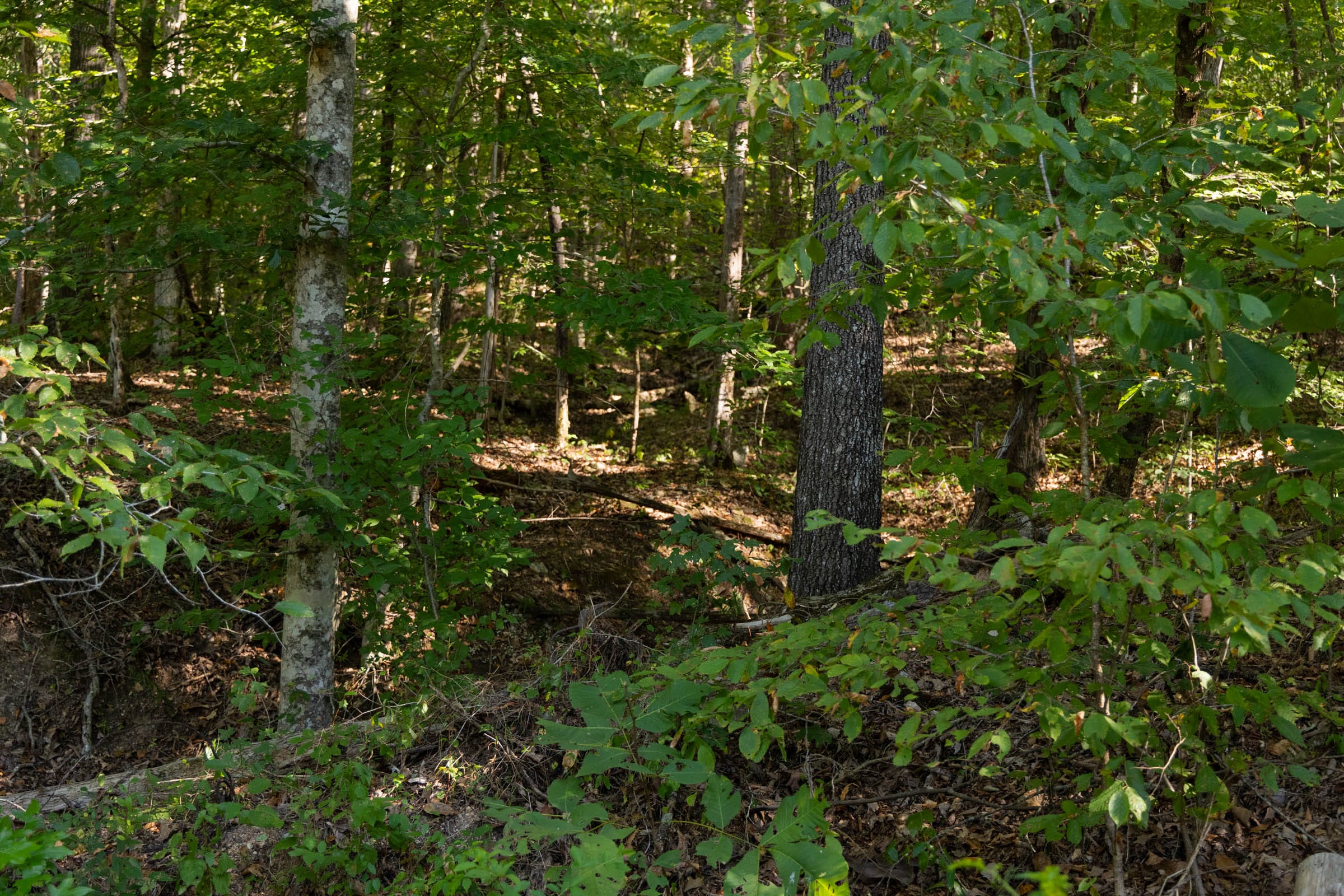 Big White Oak Tract 81 photo 6