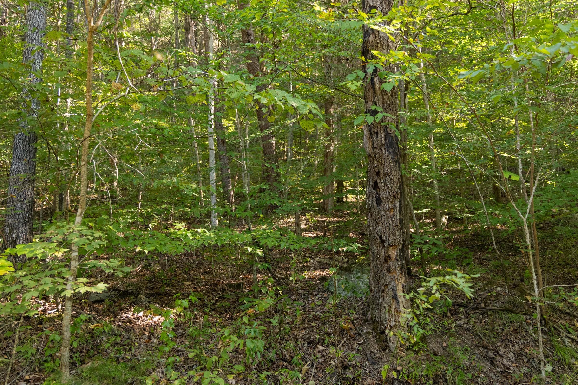 Big White Oak Tract 81 photo 5