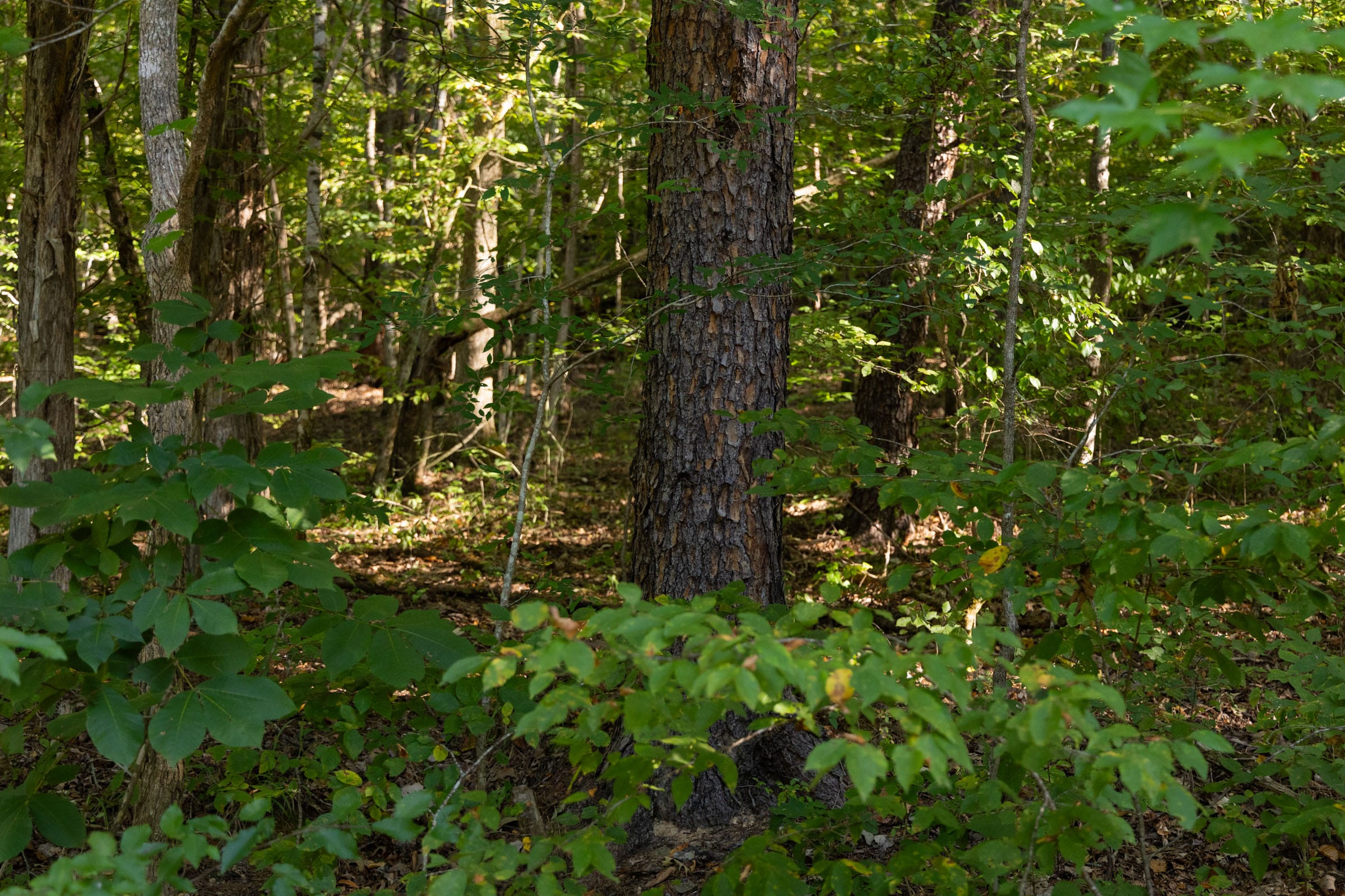 Big White Oak Tract 81 photo 4