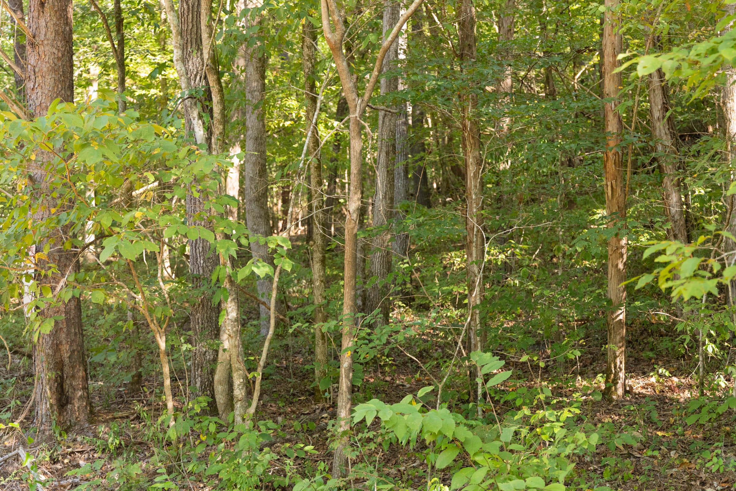 Big White Oak Tract 81 photo 3