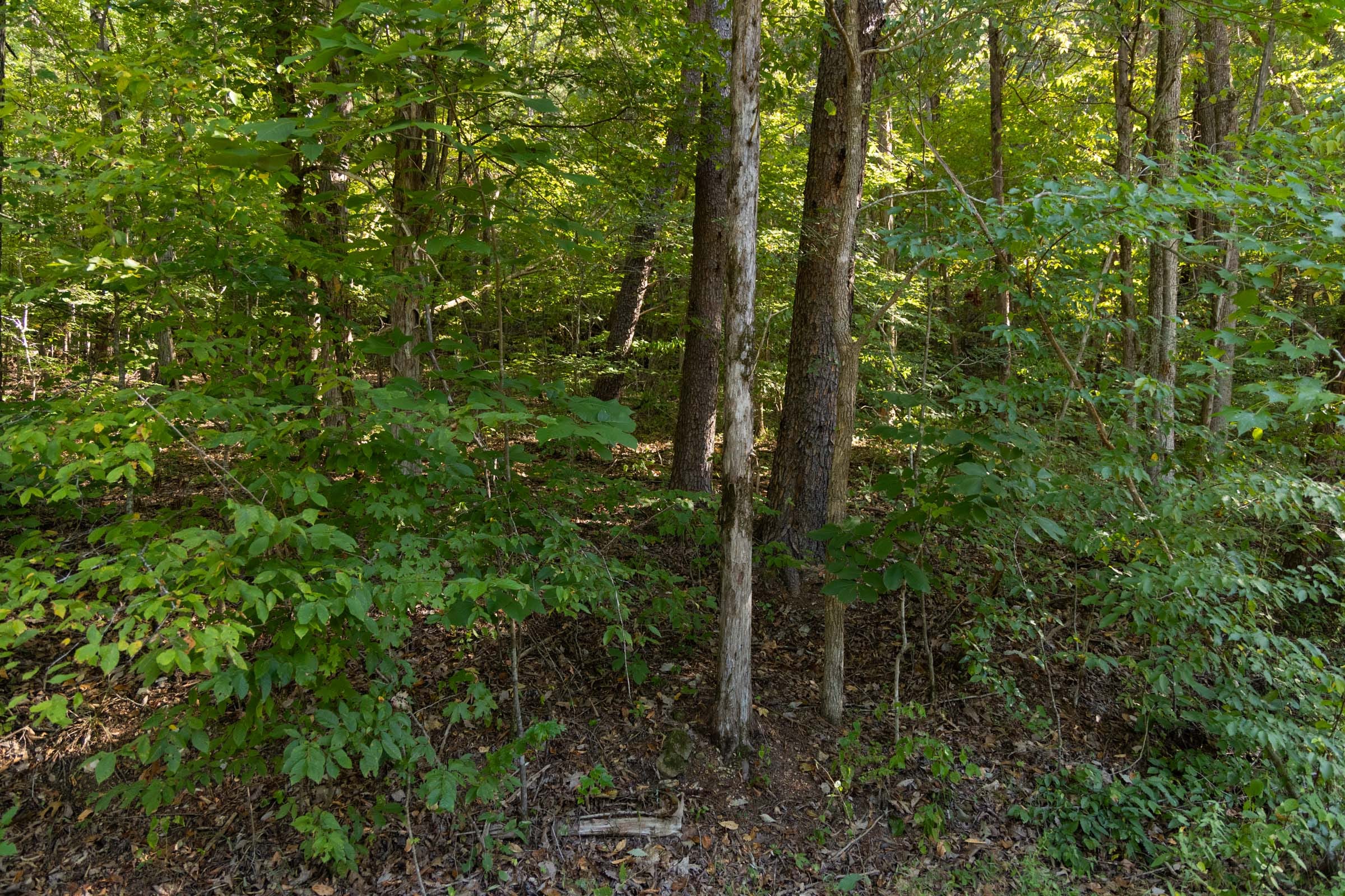 Big White Oak Tract 81 photo 2