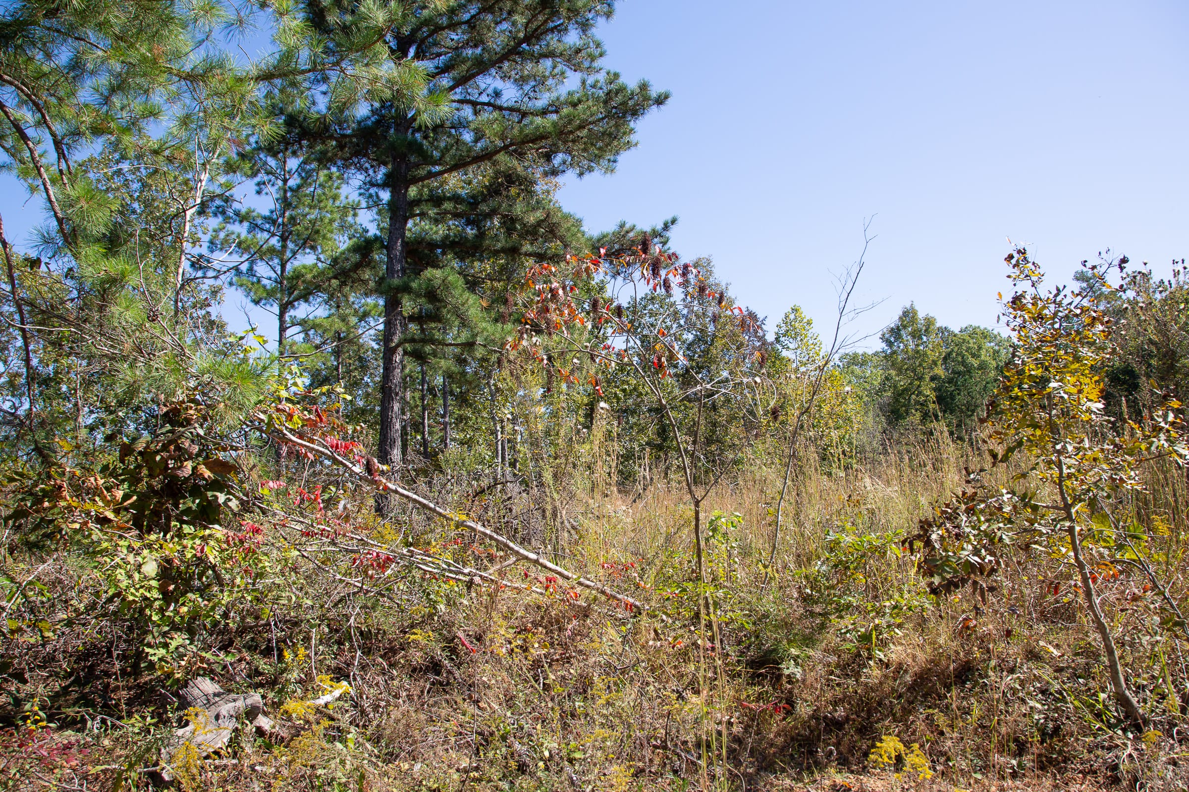 Borgmann’s Hollow Phase III Tract 97 photo 3
