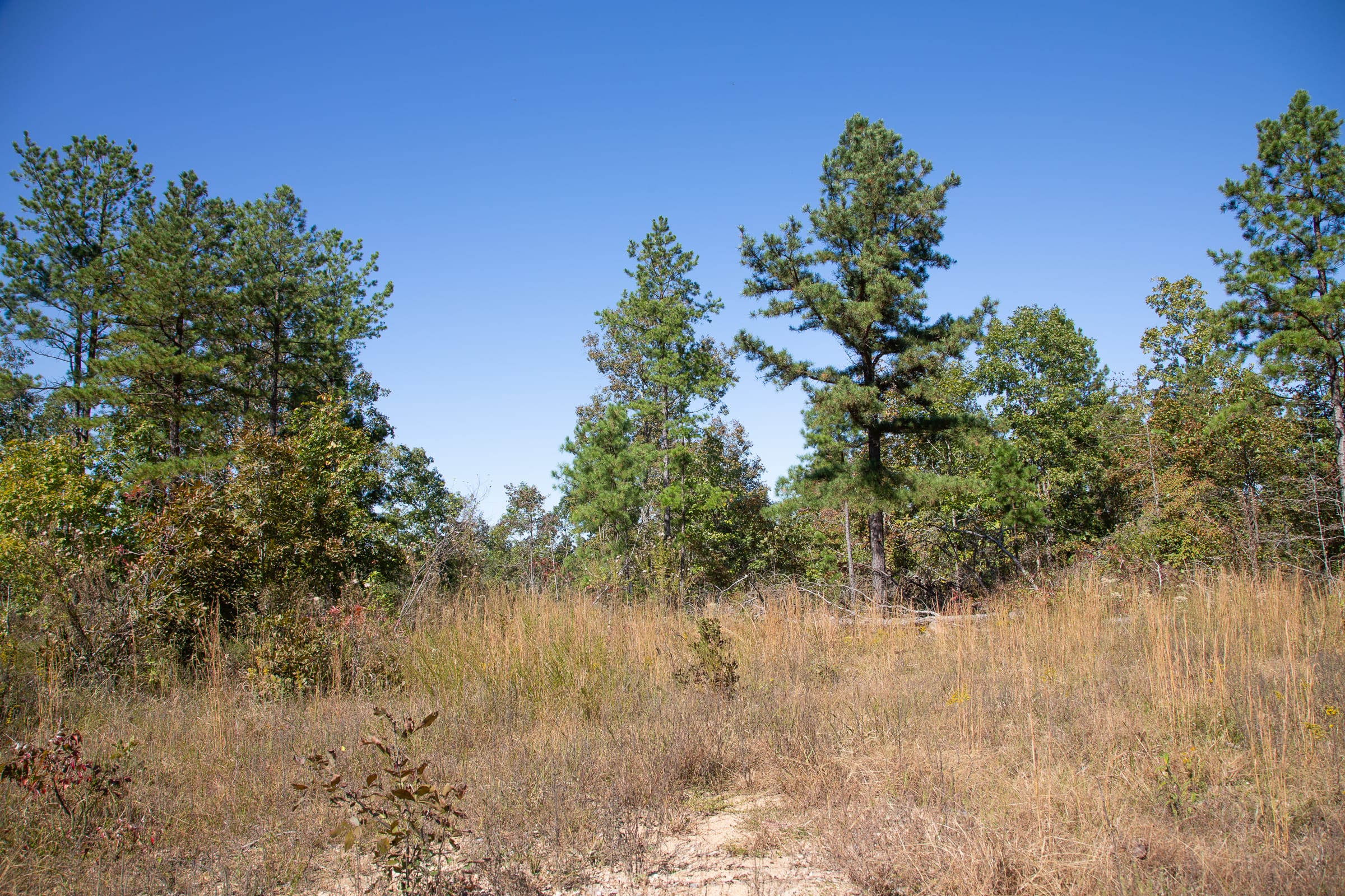 Borgmann’s Hollow Phase III Tract 97 photo 4