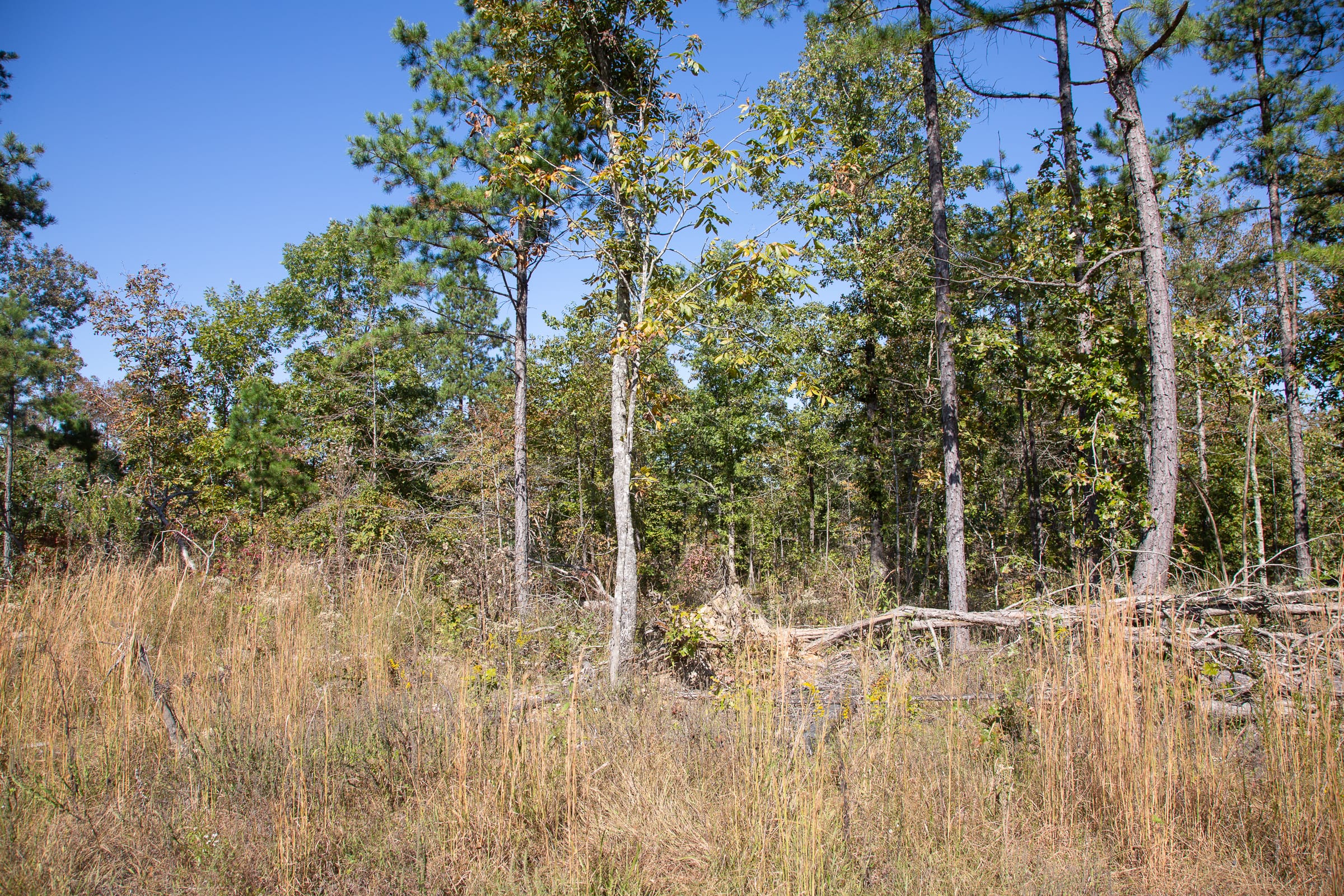 Borgmann’s Hollow Phase III Tract 97 photo 5