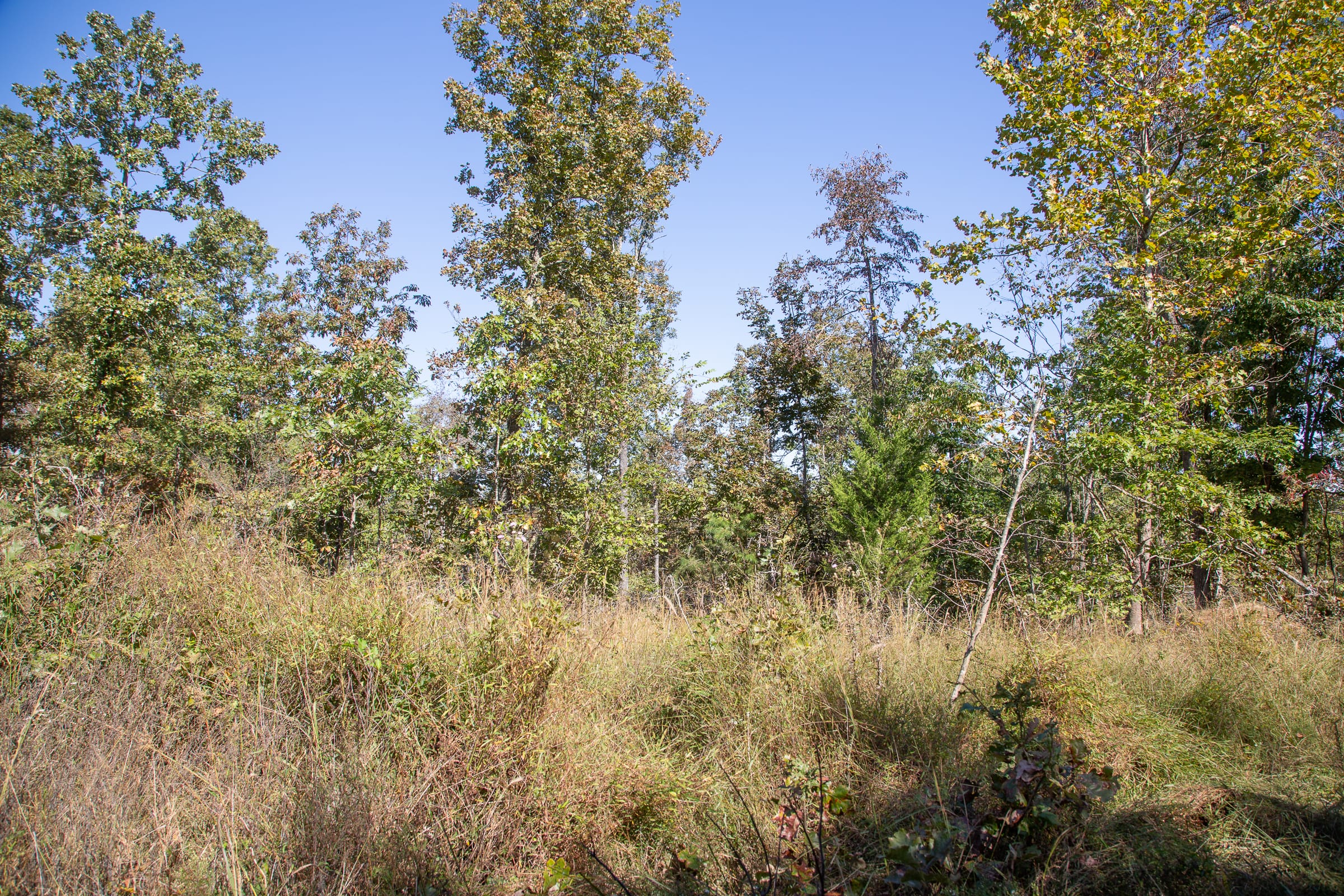 Borgmann’s Hollow Phase III Tract 97 photo 7