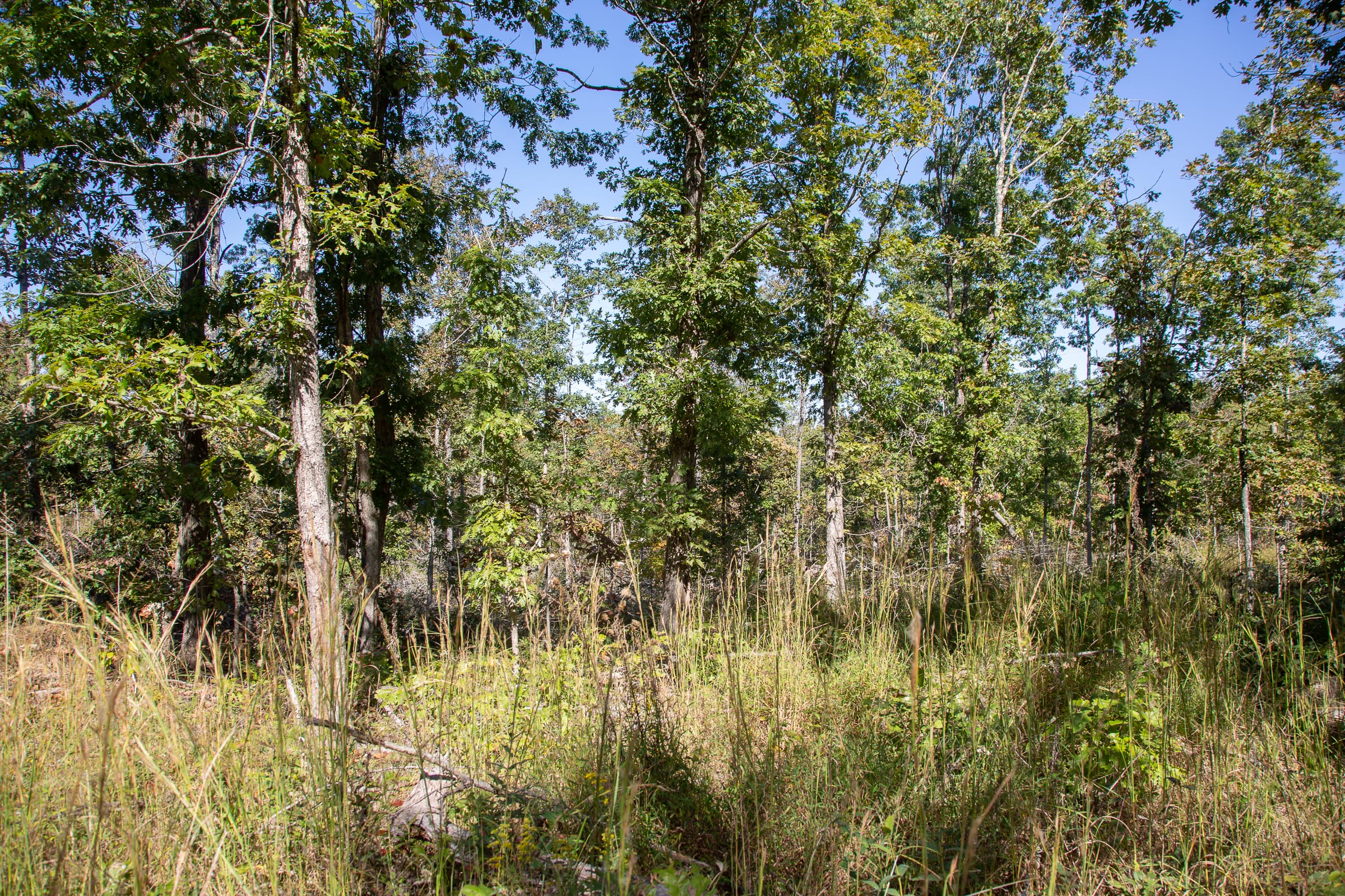 Borgmann’s Hollow Phase III Tract 97 photo 9