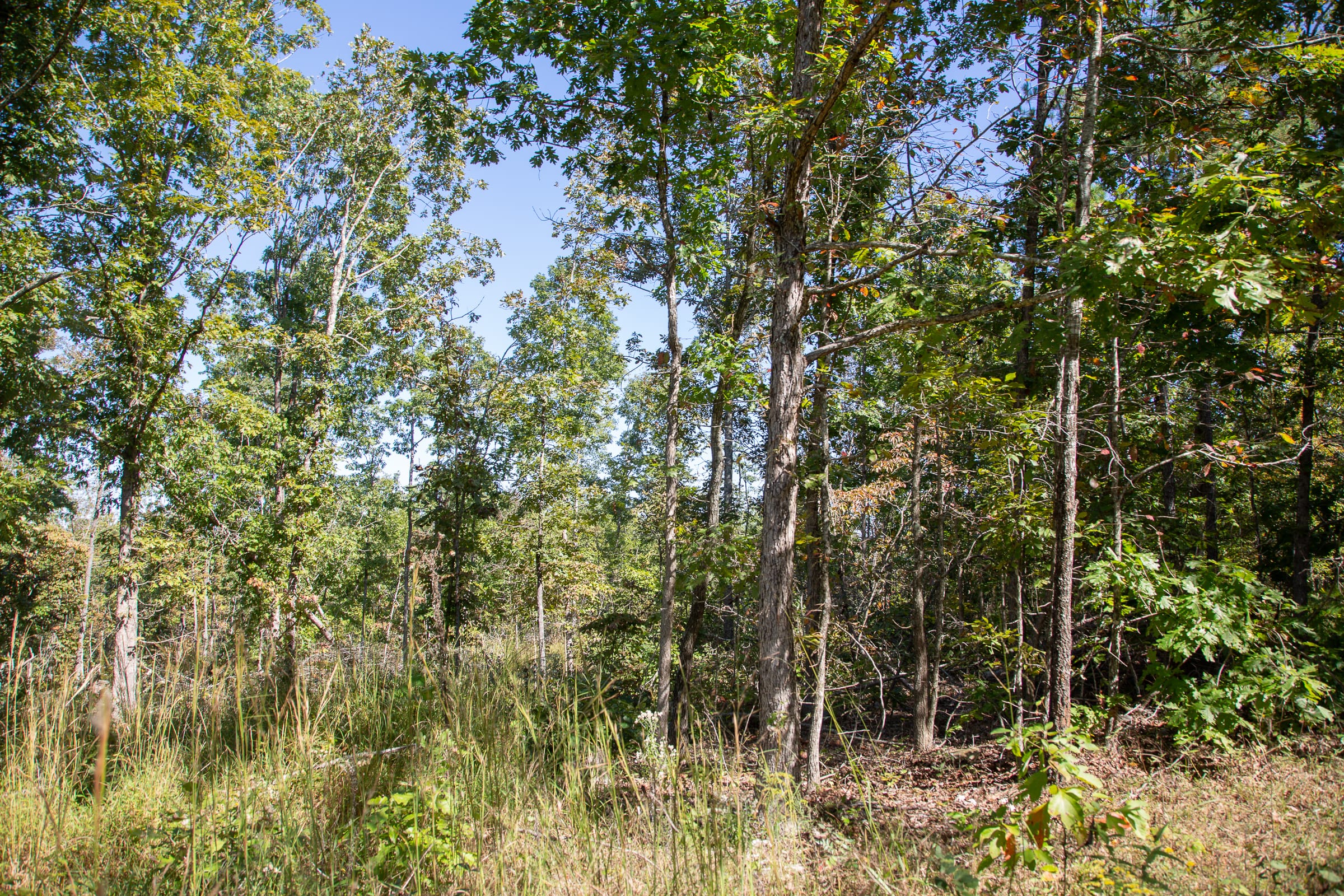 Borgmann’s Hollow Phase III Tract 97 photo 10