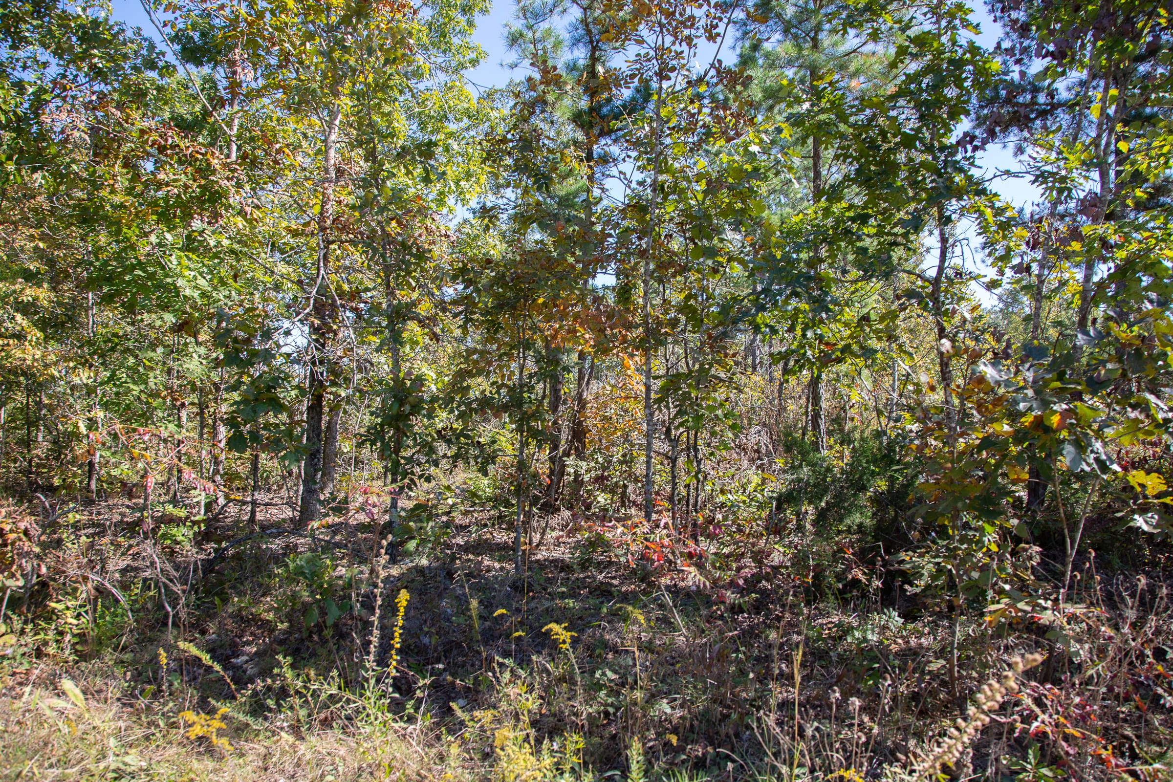 Borgmann’s Hollow Phase III Tract 97 photo 11