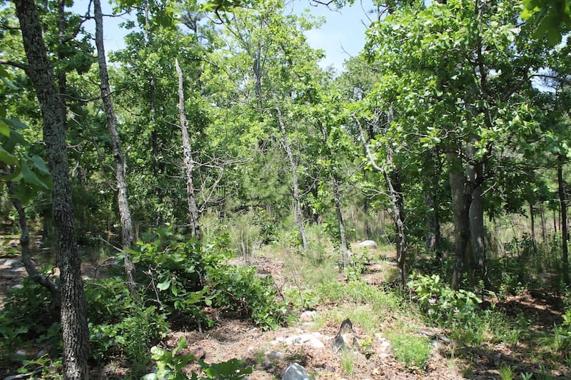 Indian Ridge – Phase II Tract 62 photo 4