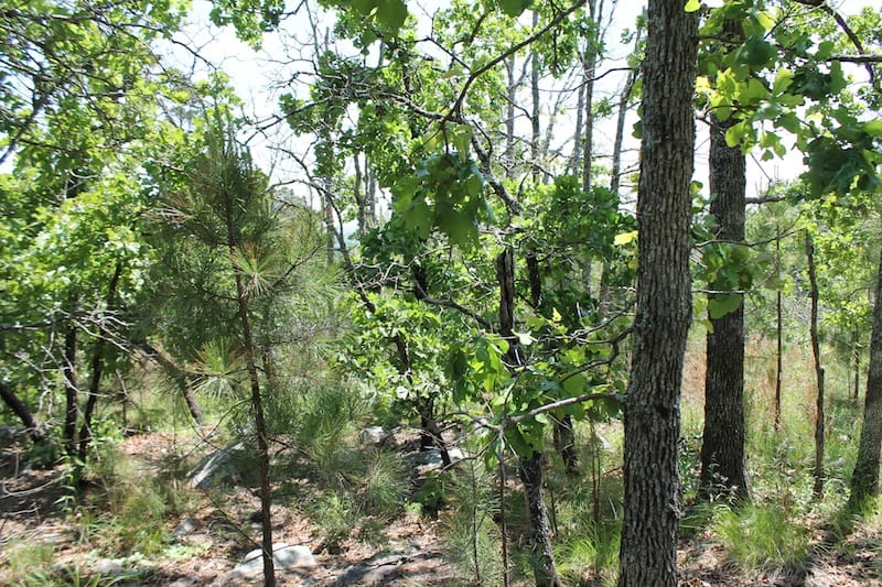 Indian Ridge – Phase II Tract 62 photo 6