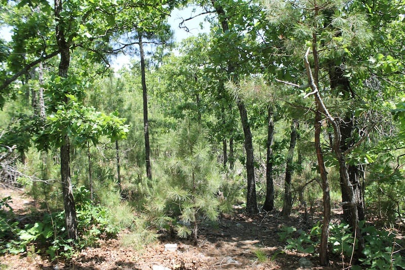 Indian Ridge – Phase II Tract 62 photo 8