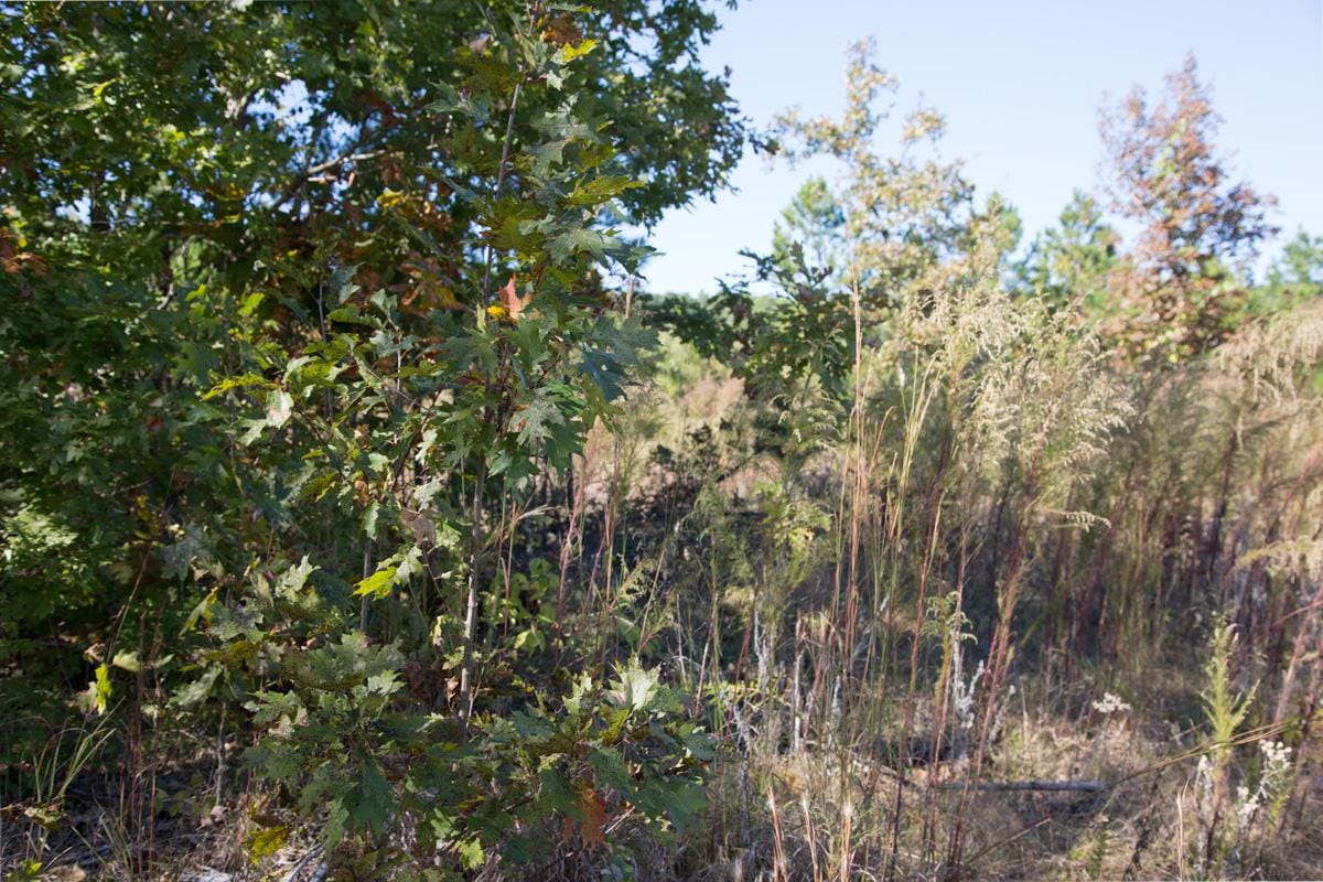 Stone Creek Phase I Tract 104 photo 10