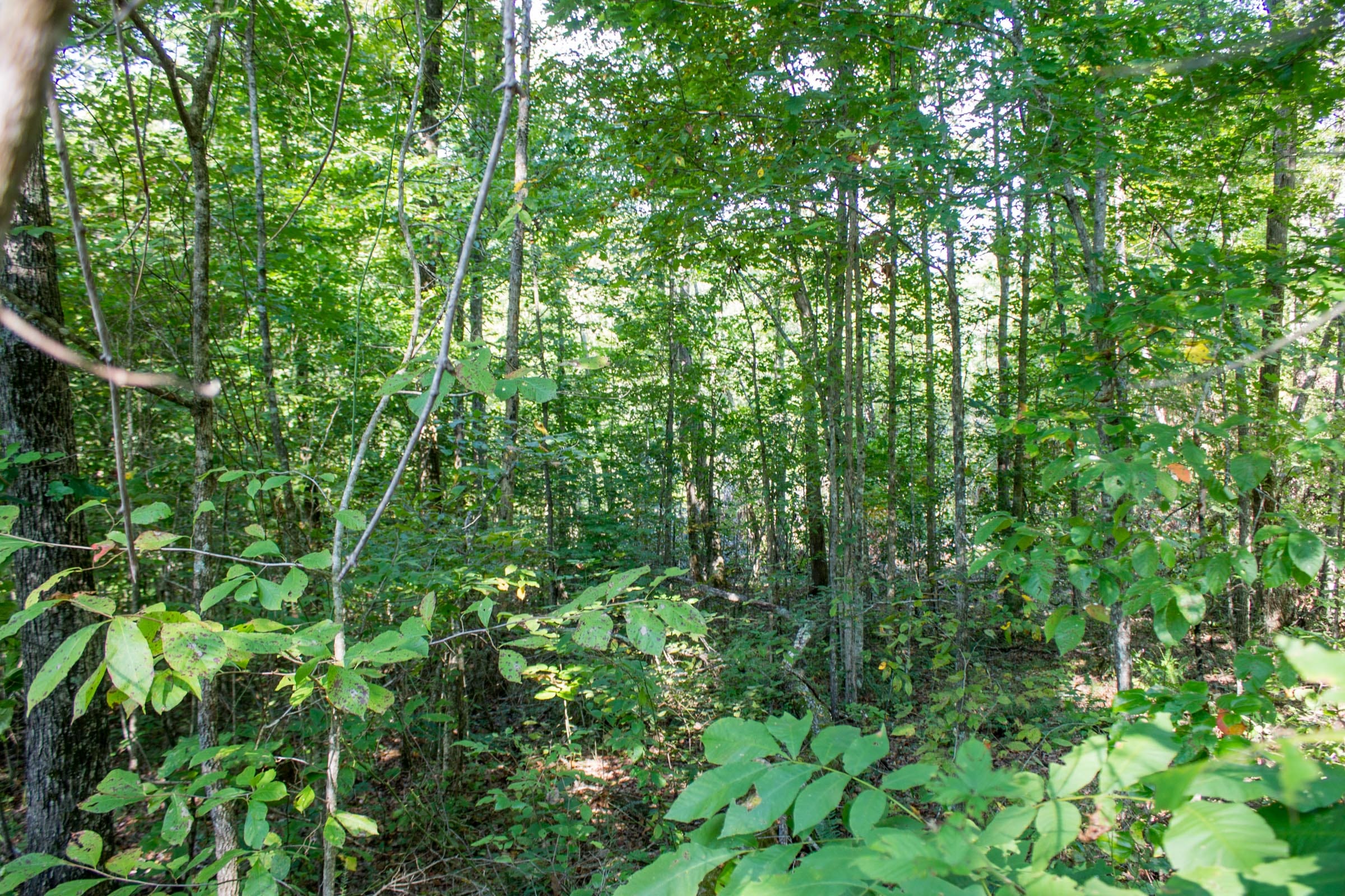 Buck Run Ridge Tract 18 photo 2