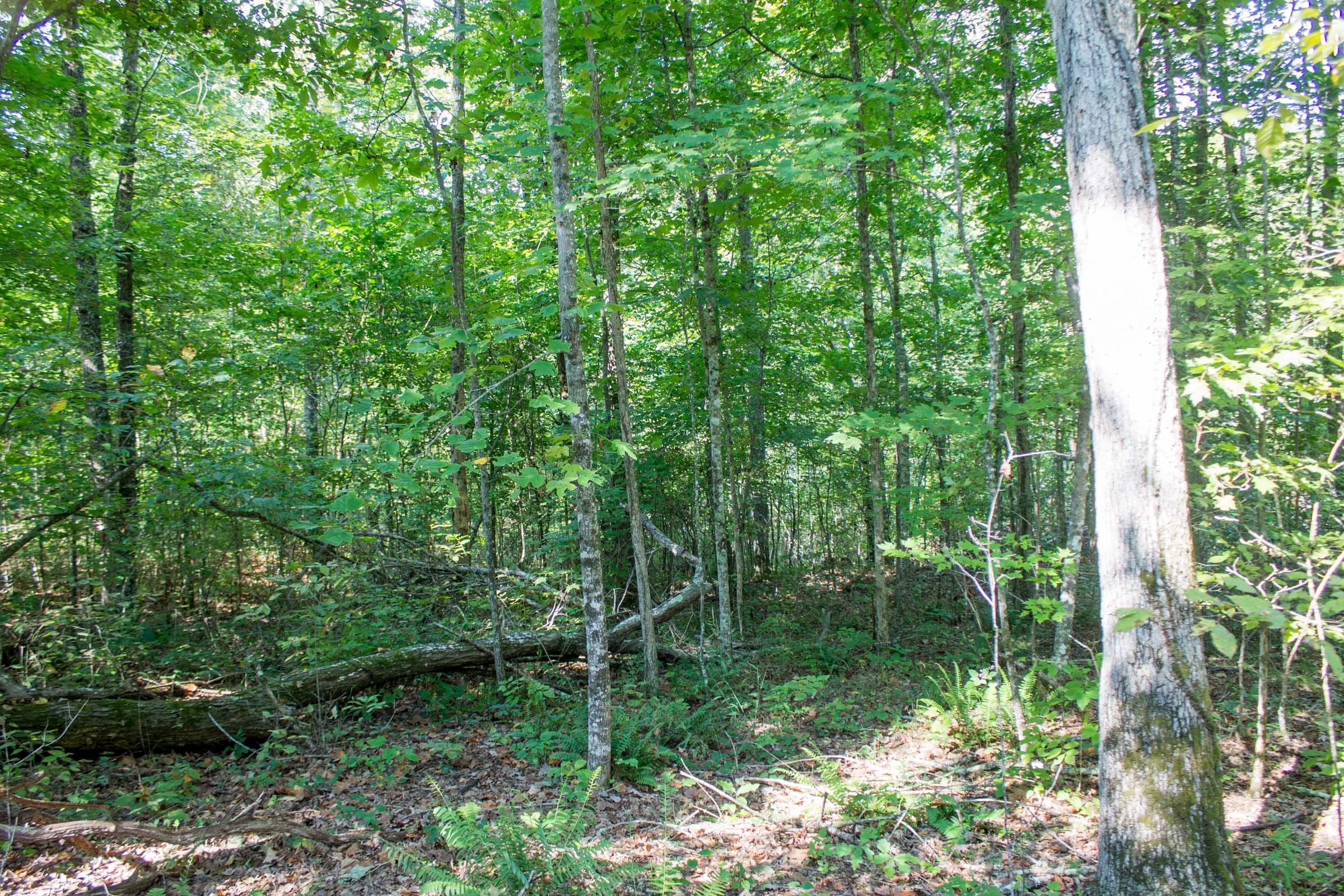 Buck Run Ridge Tract 18 photo 1