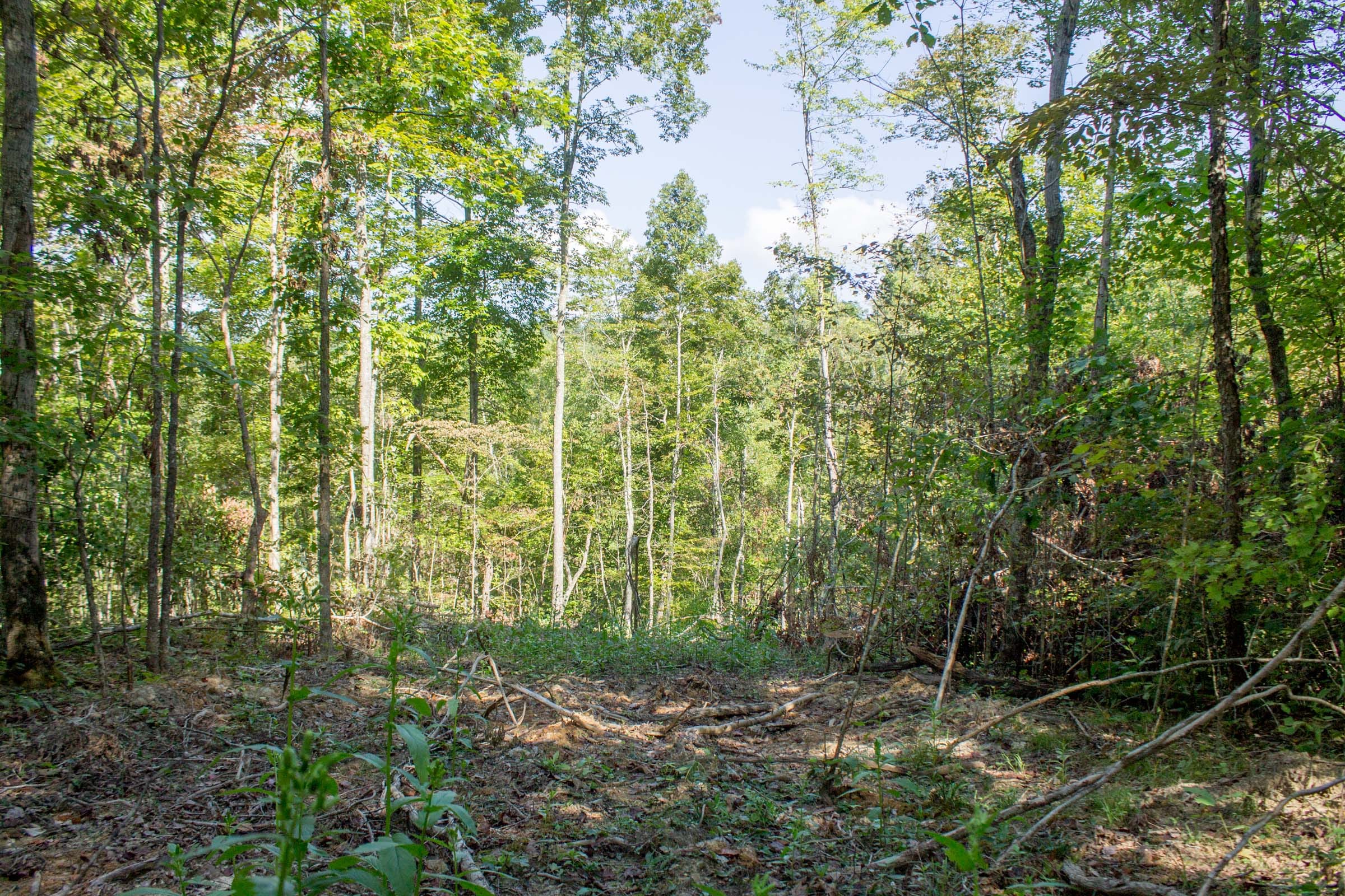Buck Run Ridge Tract 18 photo 3