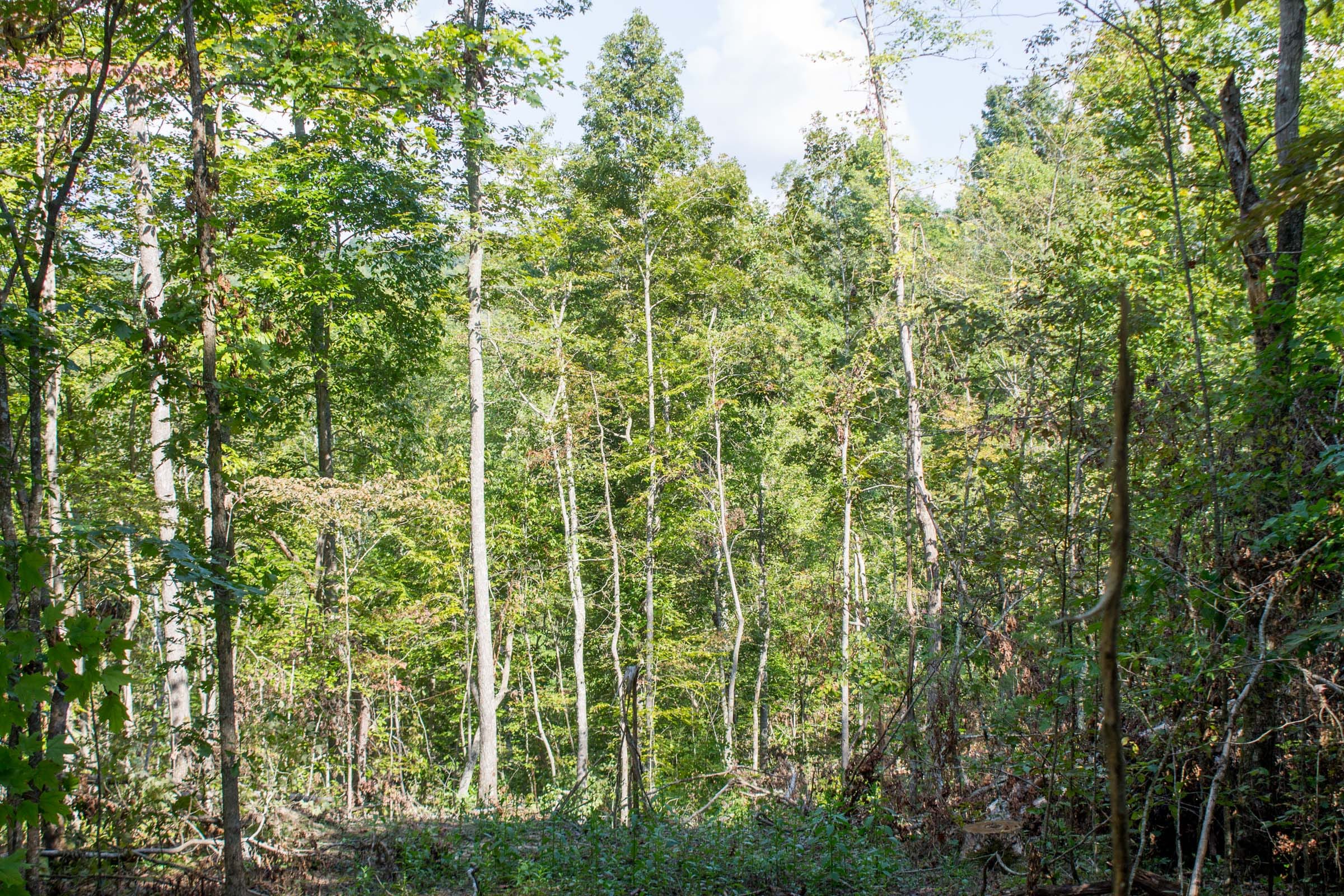 Buck Run Ridge Tract 18 photo 4