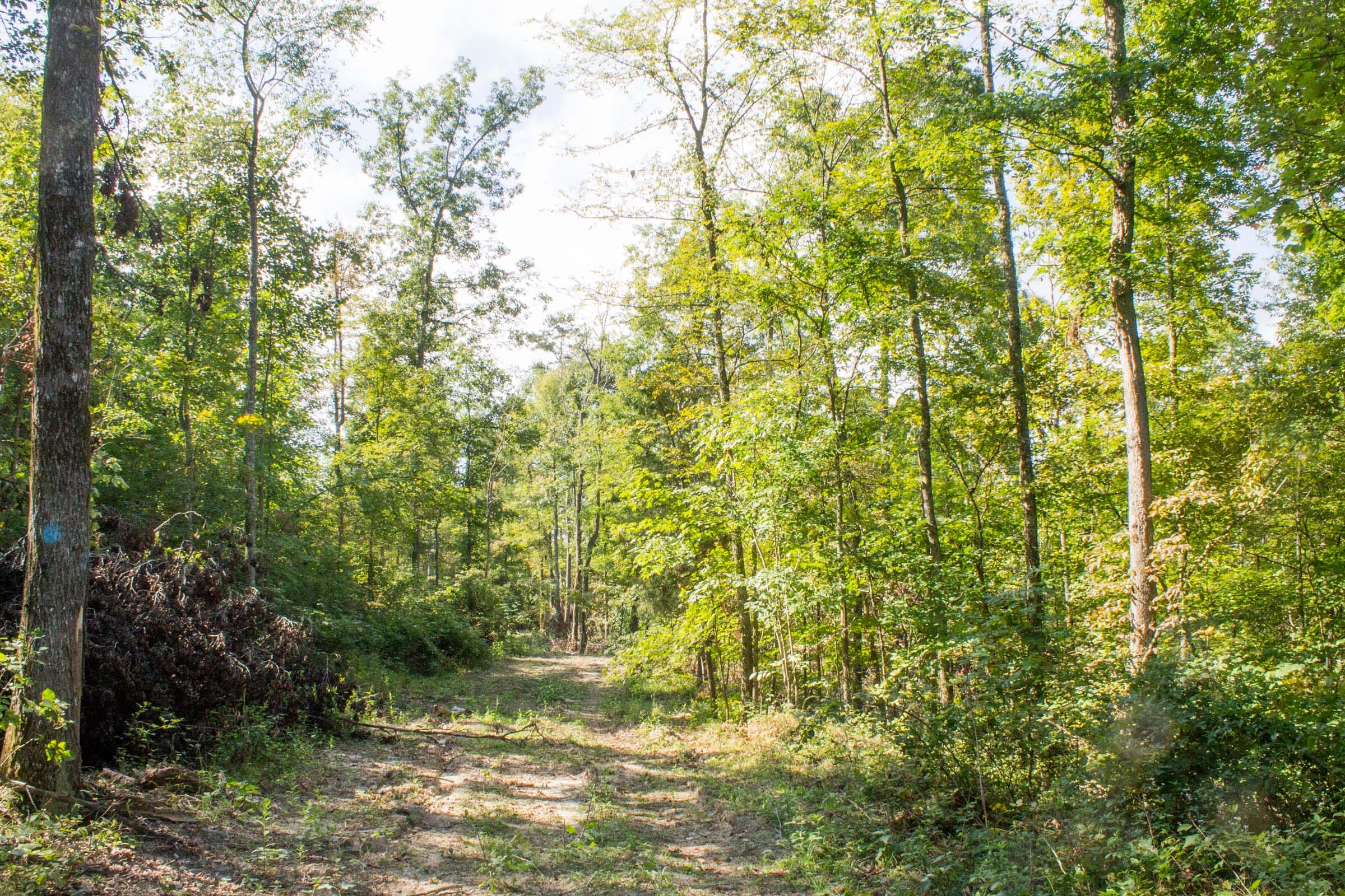 Buck Run Ridge Tract 18 photo 5