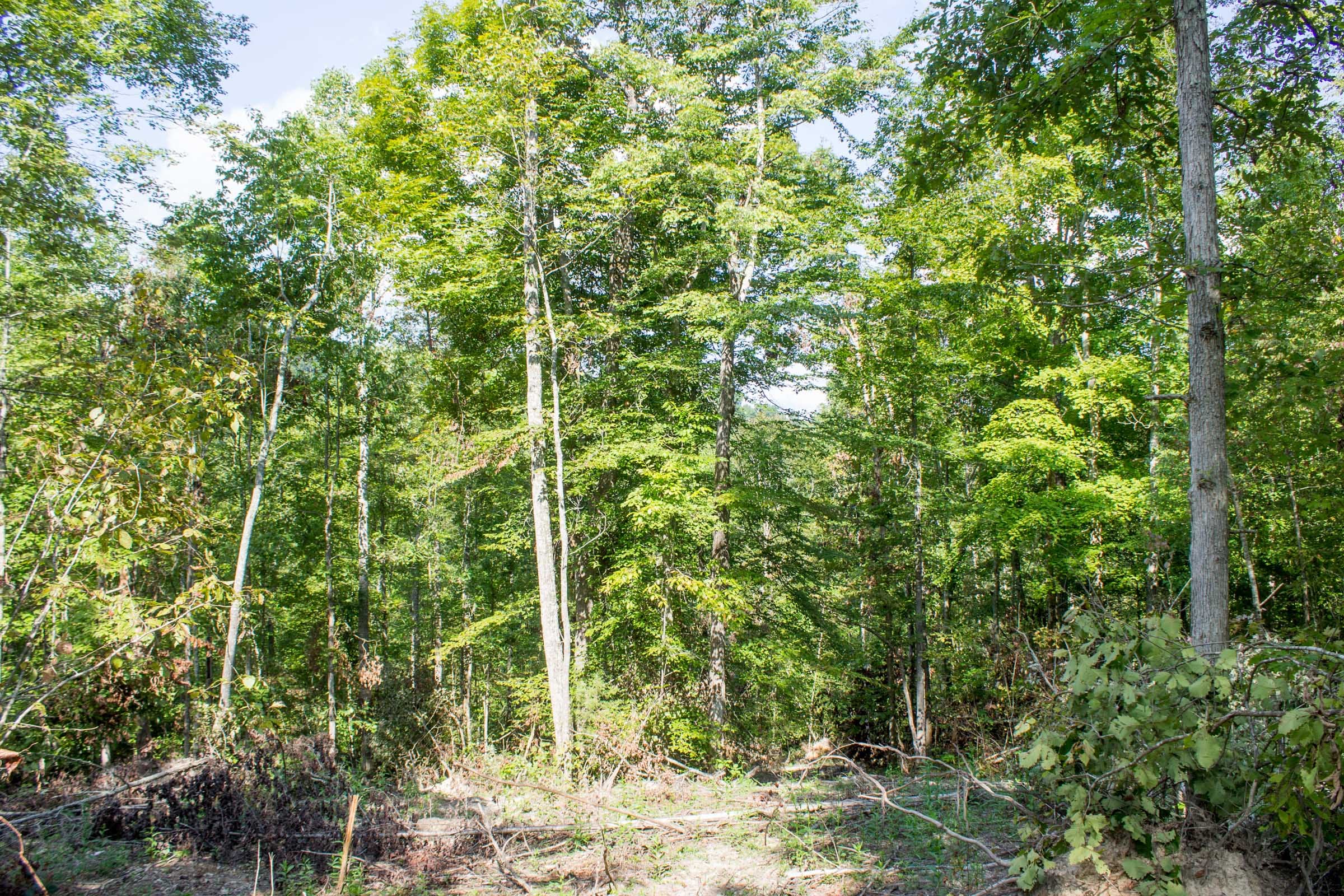 Buck Run Ridge Tract 18 photo 6