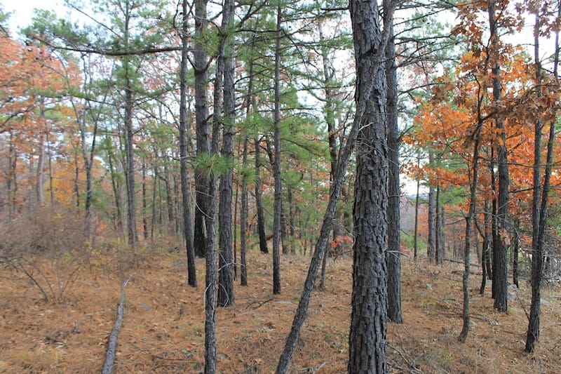 Indian Ridge – Phase I Tract 17 photo 3