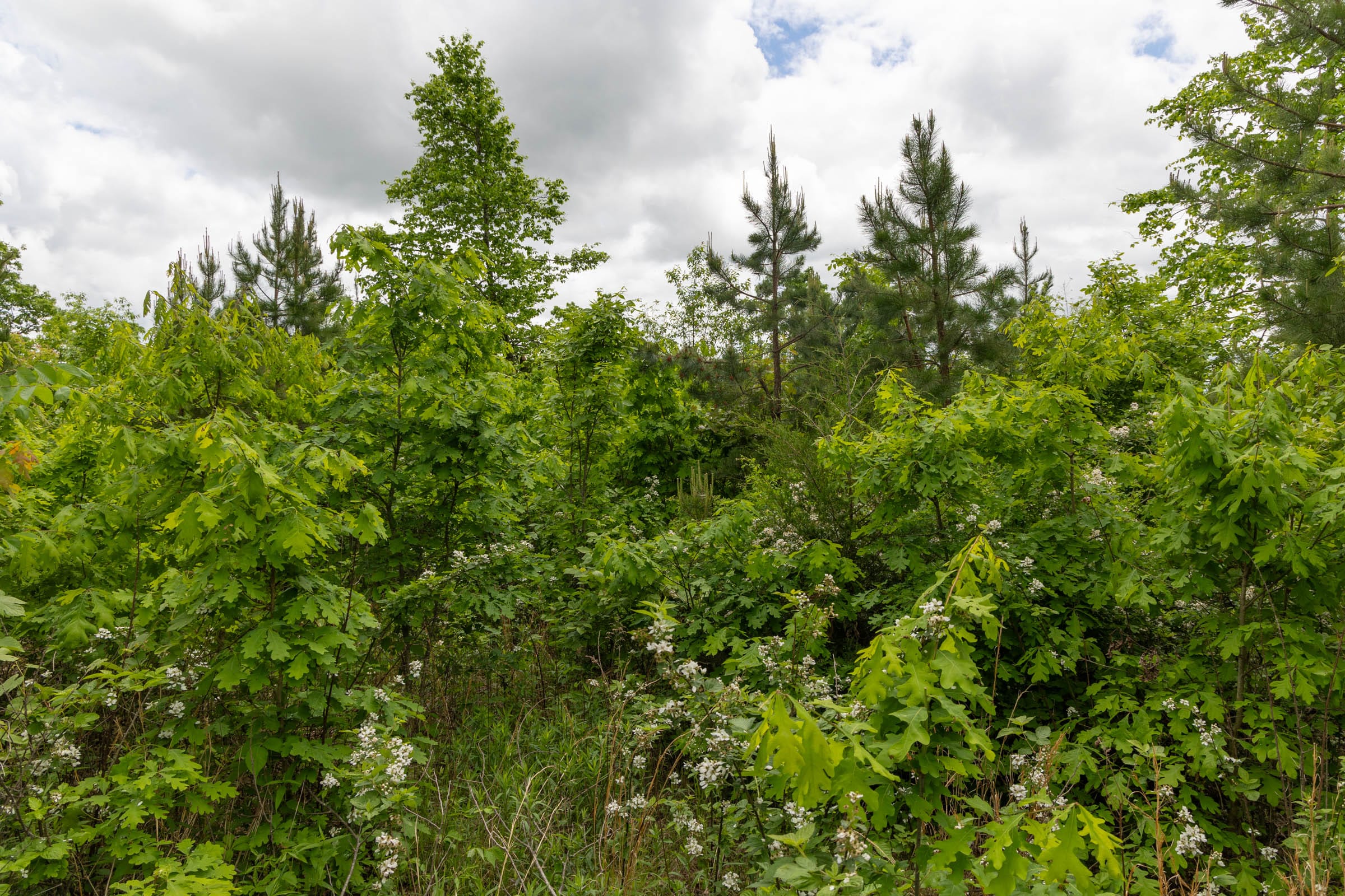 Sleepy Hollow Phase II Tract 81 photo 4