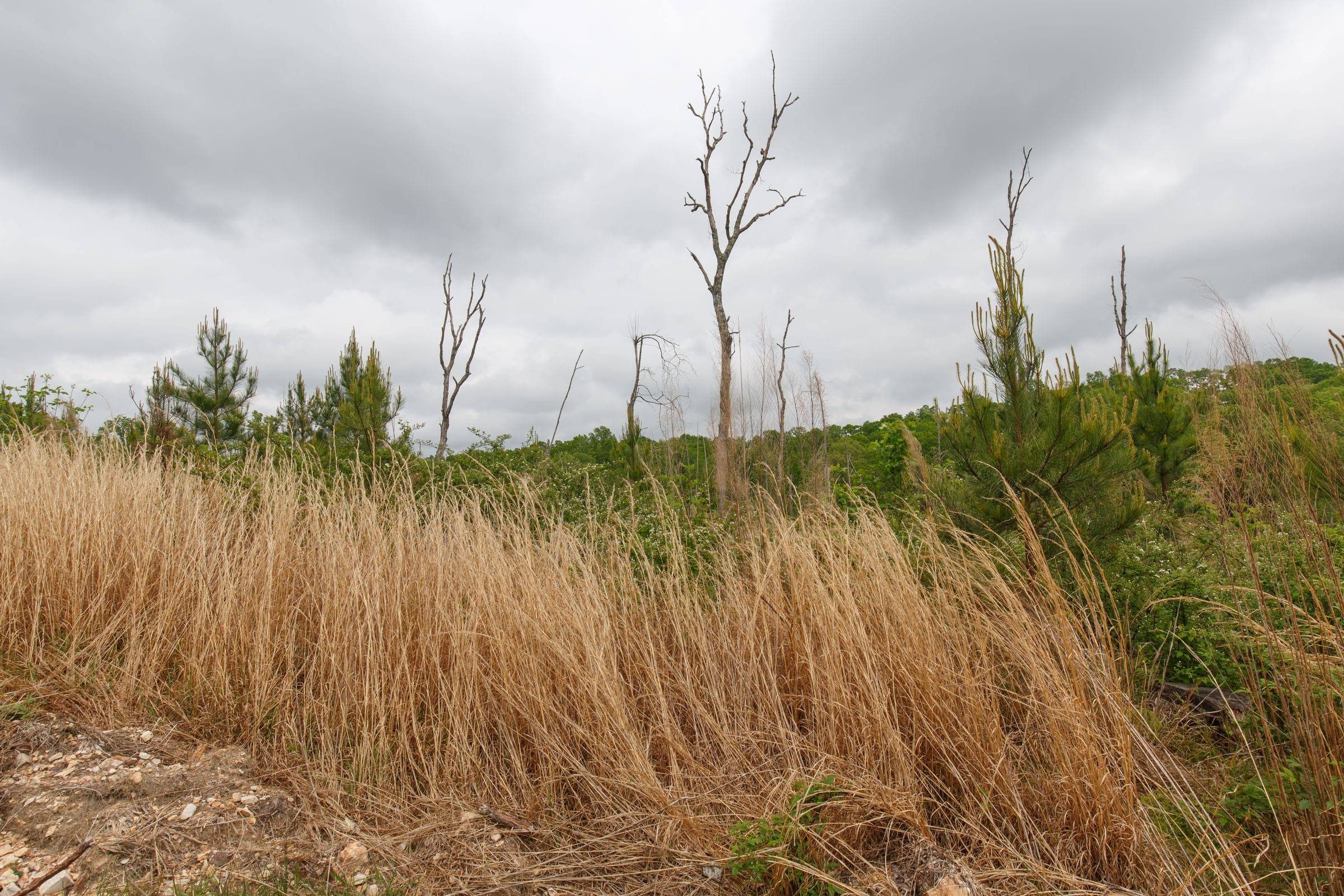 Red Barn Ranch Tract 43 photo 6