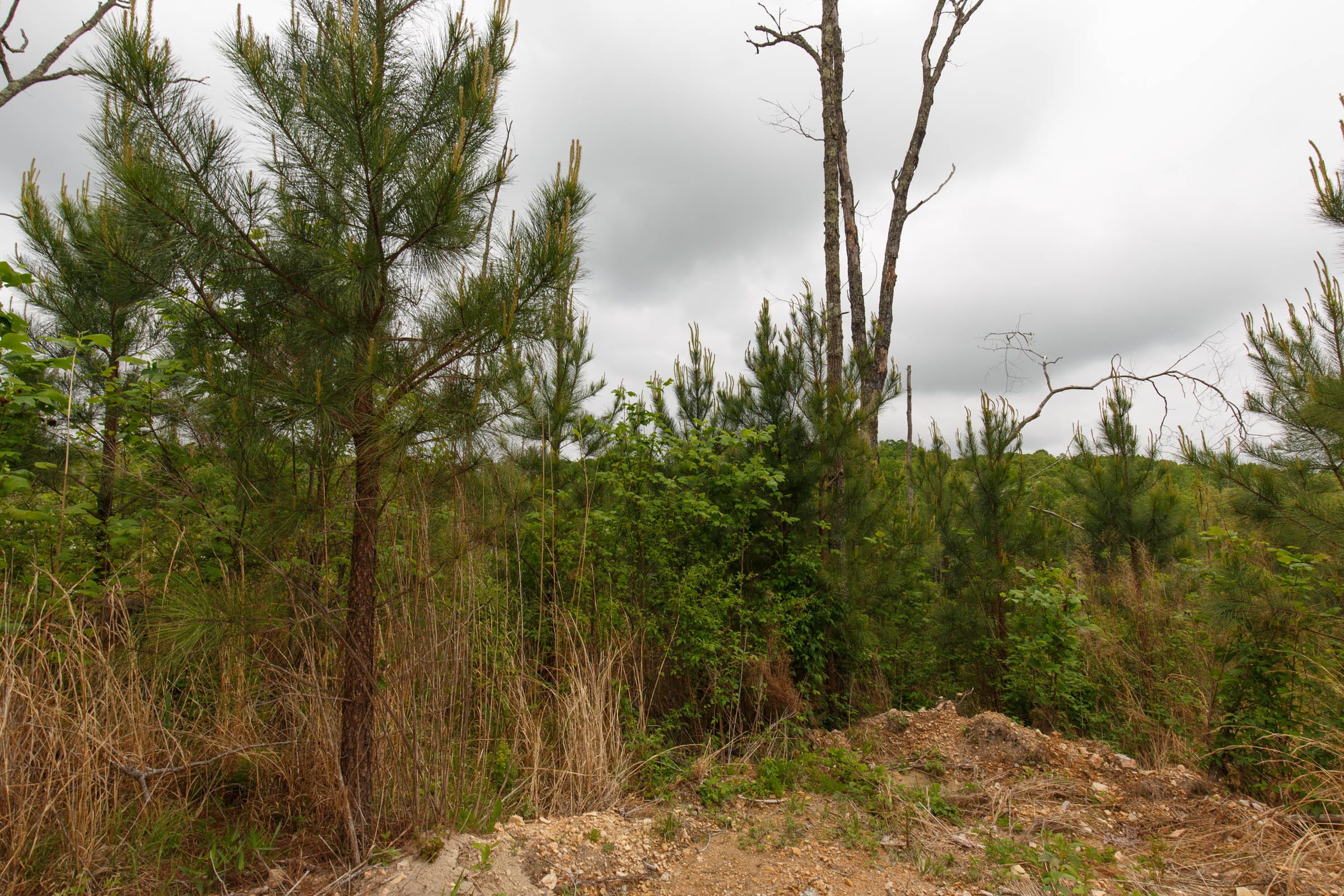 Red Barn Ranch Tract 43 photo 7