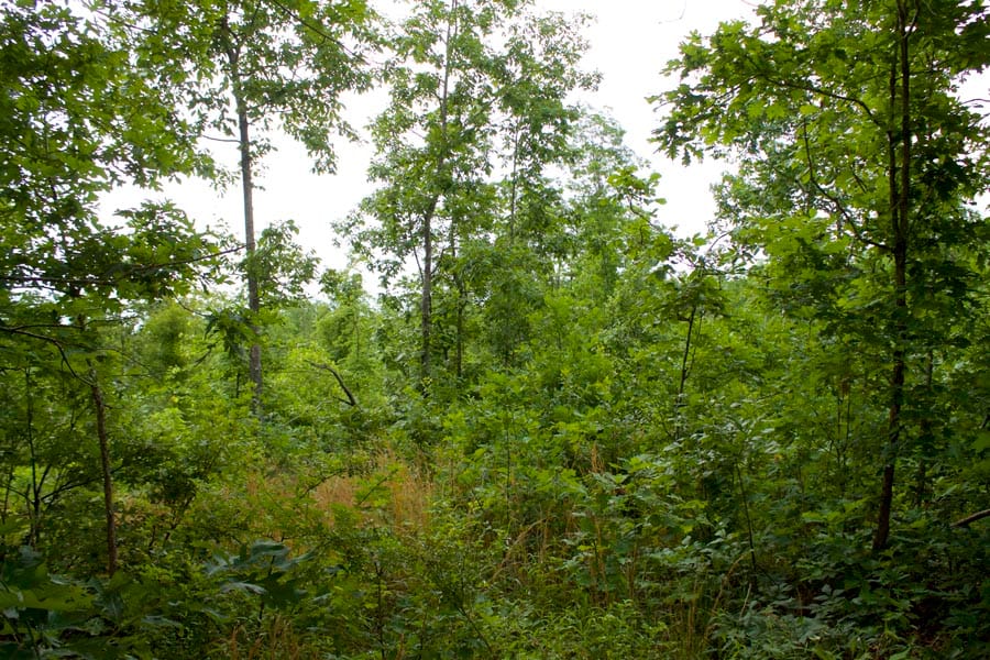 Thunder Mountain Ranch Tract 14 photo 1