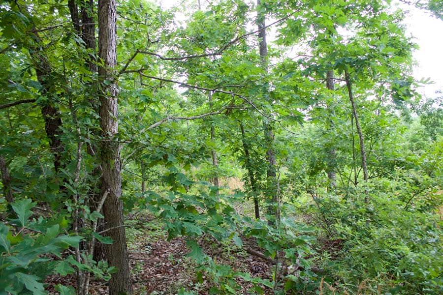 Thunder Mountain Ranch Tract 14 photo 3
