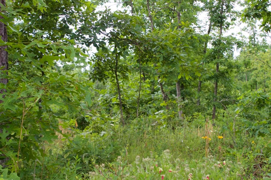 Thunder Mountain Ranch Tract 14 photo 5