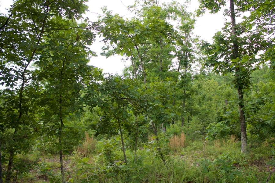 Thunder Mountain Ranch Tract 14 photo 6