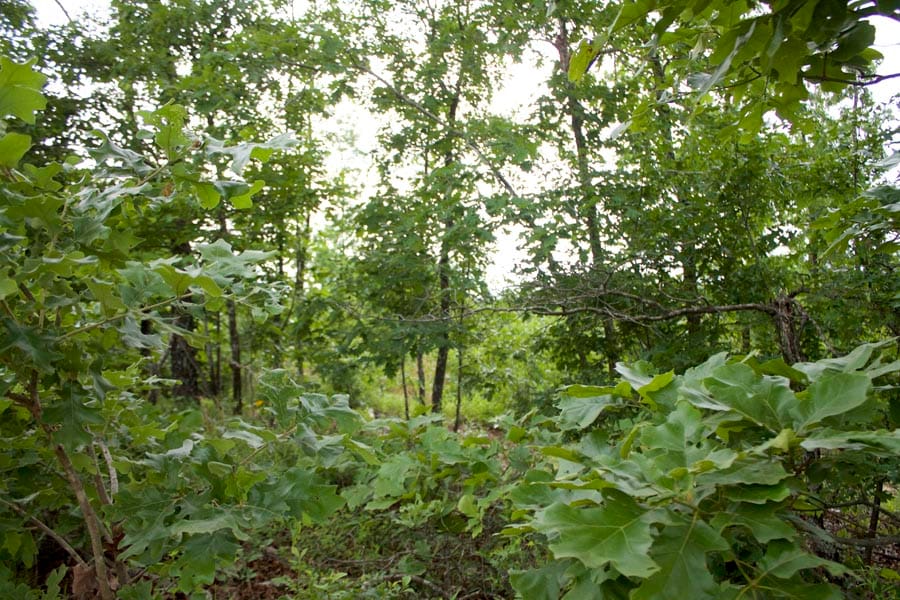 Thunder Mountain Ranch Tract 14 photo 7