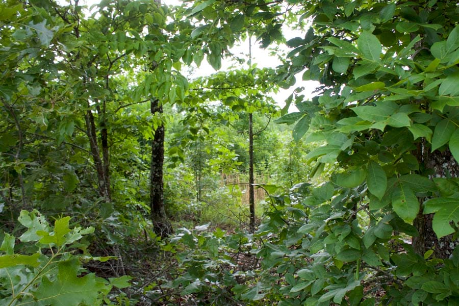 Thunder Mountain Ranch Tract 14 photo 8