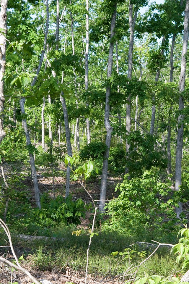 Blue Sky Ranch Tract 3 photo 3