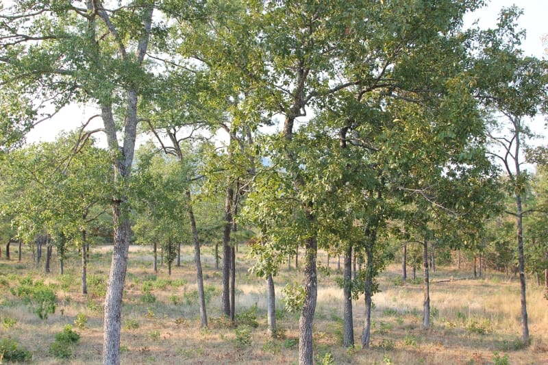Lake View Ranch Tract 29 photo 5