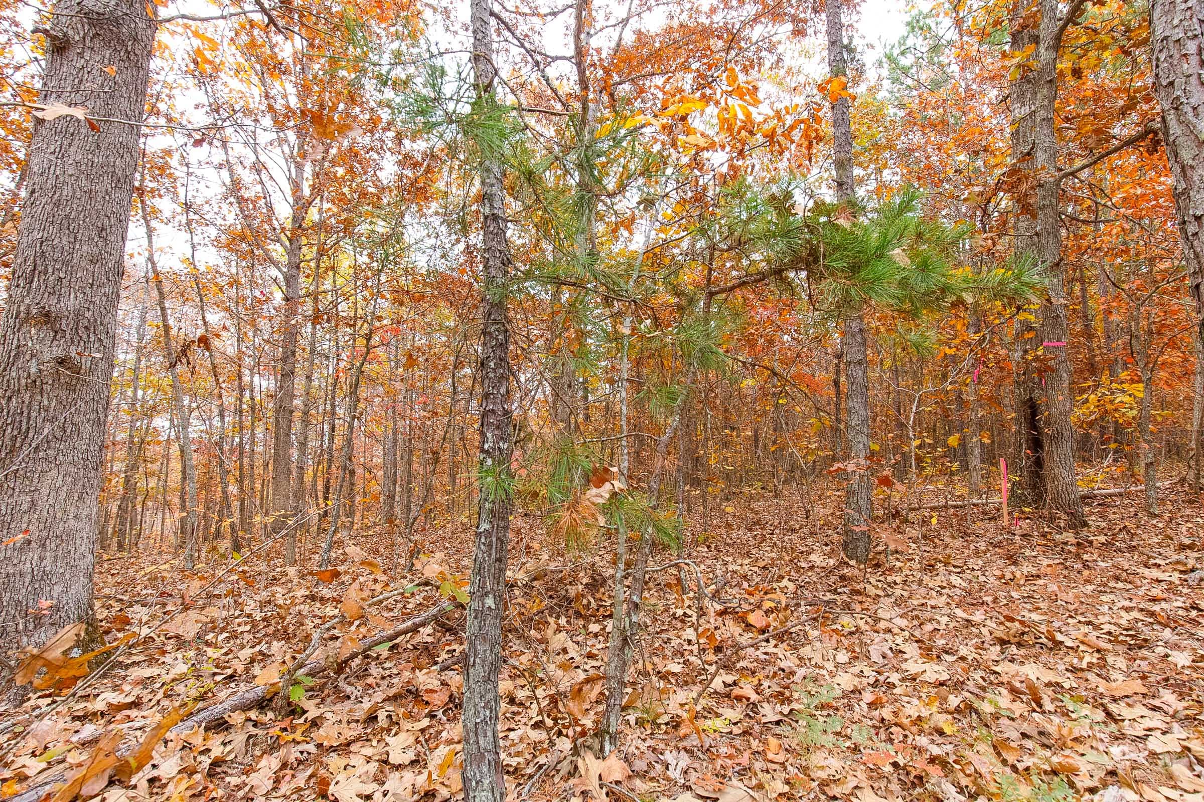 Hawkcrest Tract 6 photo 8
