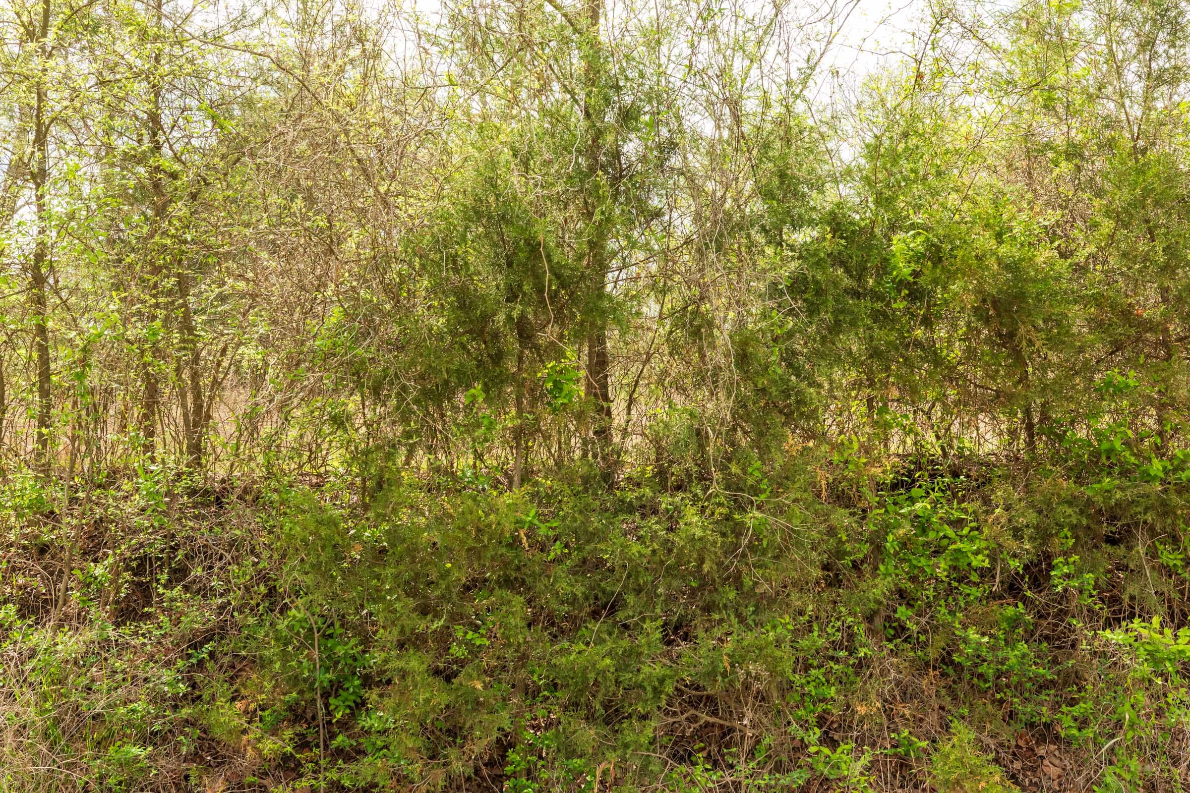 Moonrise Meadows Tract 23 photo 5