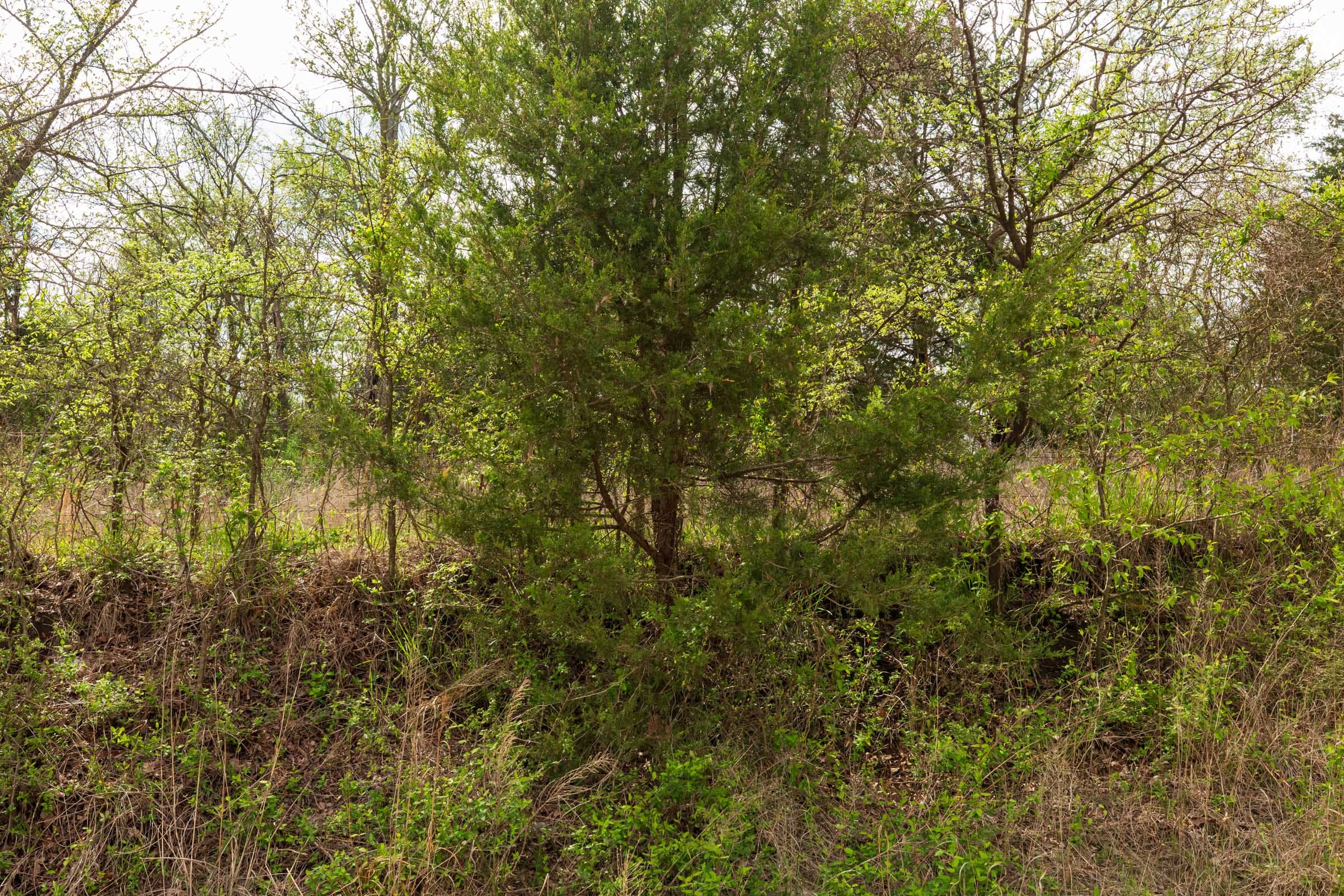 Moonrise Meadows Tract 23 photo 6