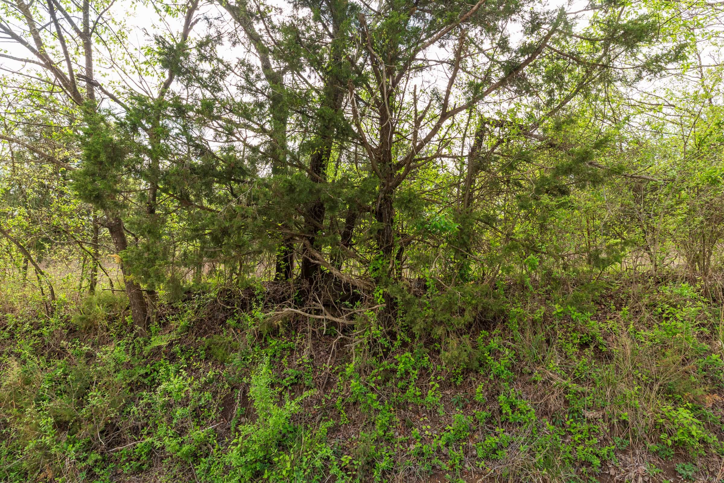 Moonrise Meadows Tract 23 photo 15
