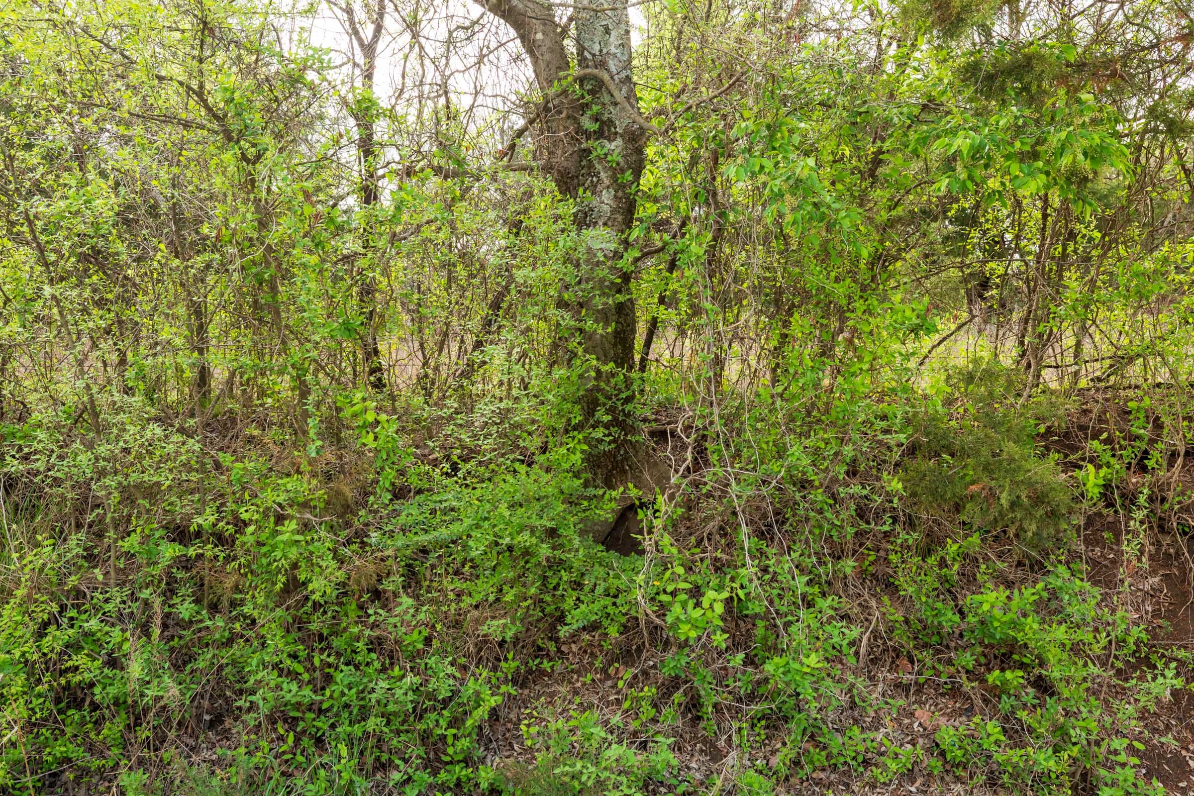 Moonrise Meadows Tract 23 photo 12