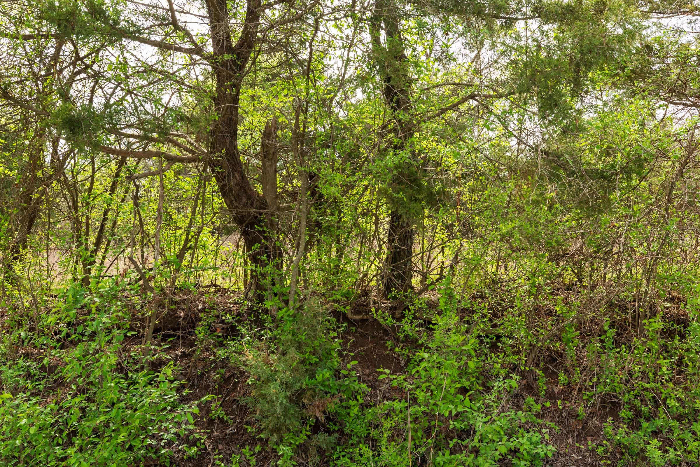 Moonrise Meadows Tract 23 photo 10