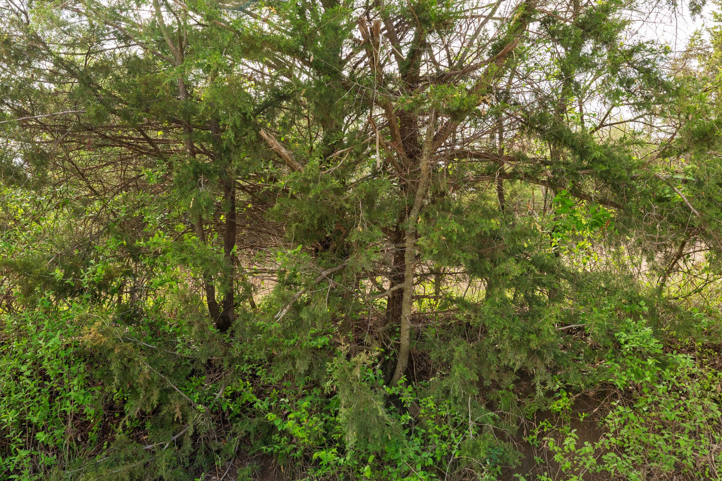 Moonrise Meadows Tract 23 photo 8