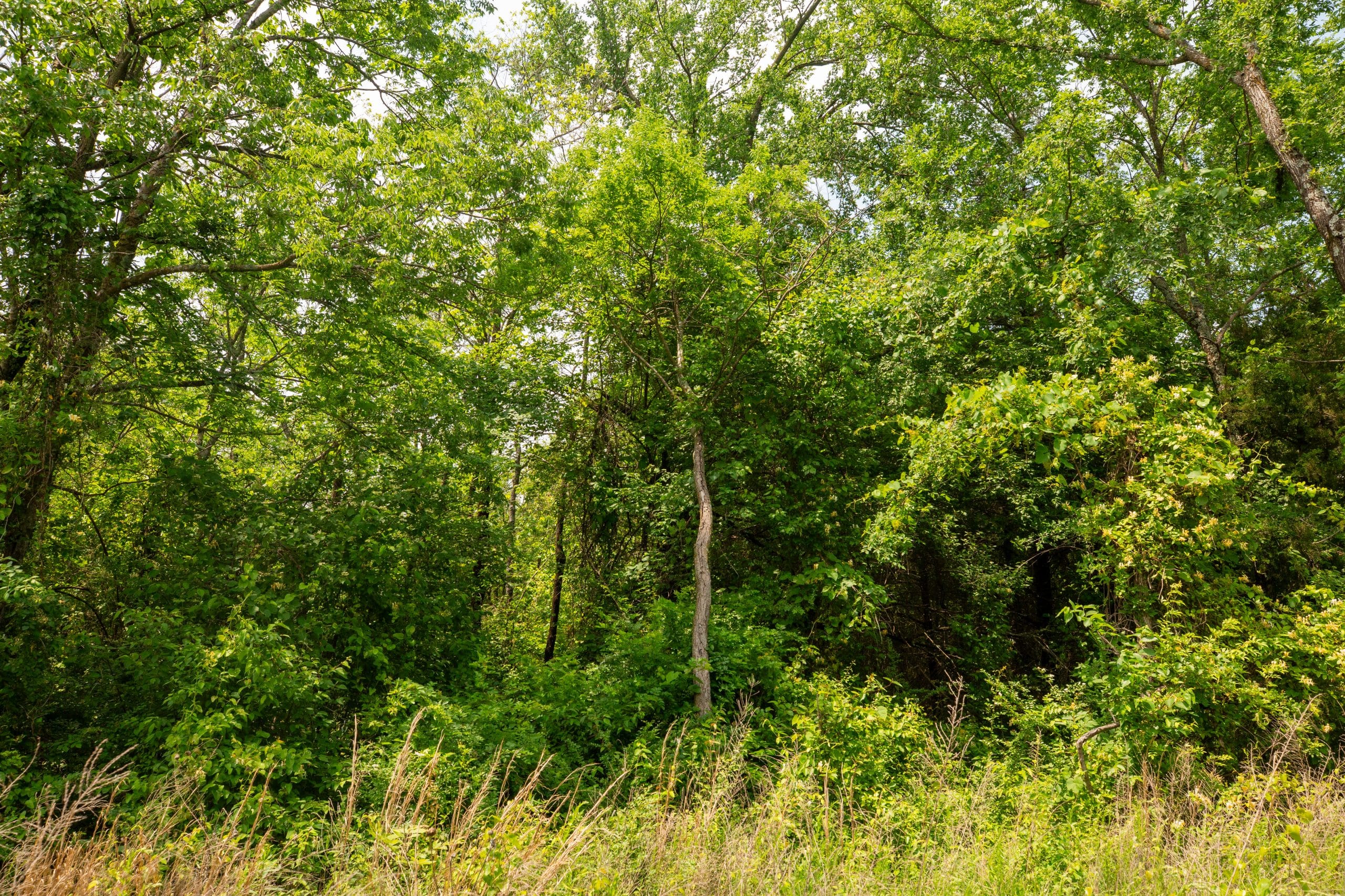 Moonrise Meadows Tract 23 photo 11