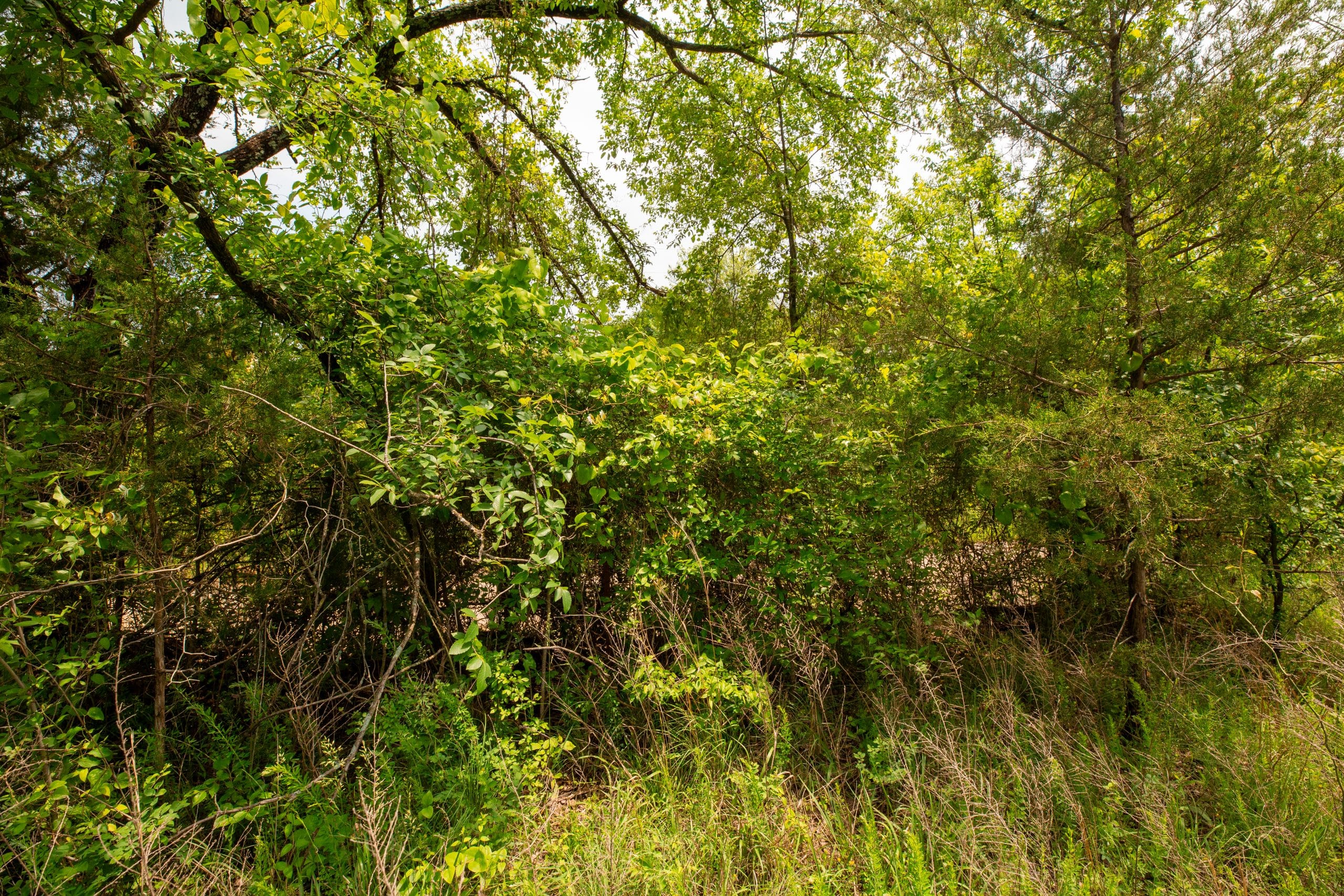 Moonrise Meadows Tract 23 photo 16