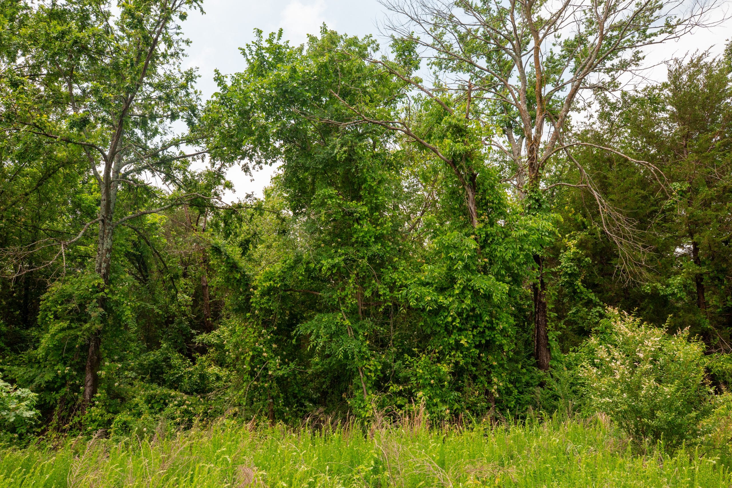 Moonrise Meadows Tract 23 photo 3