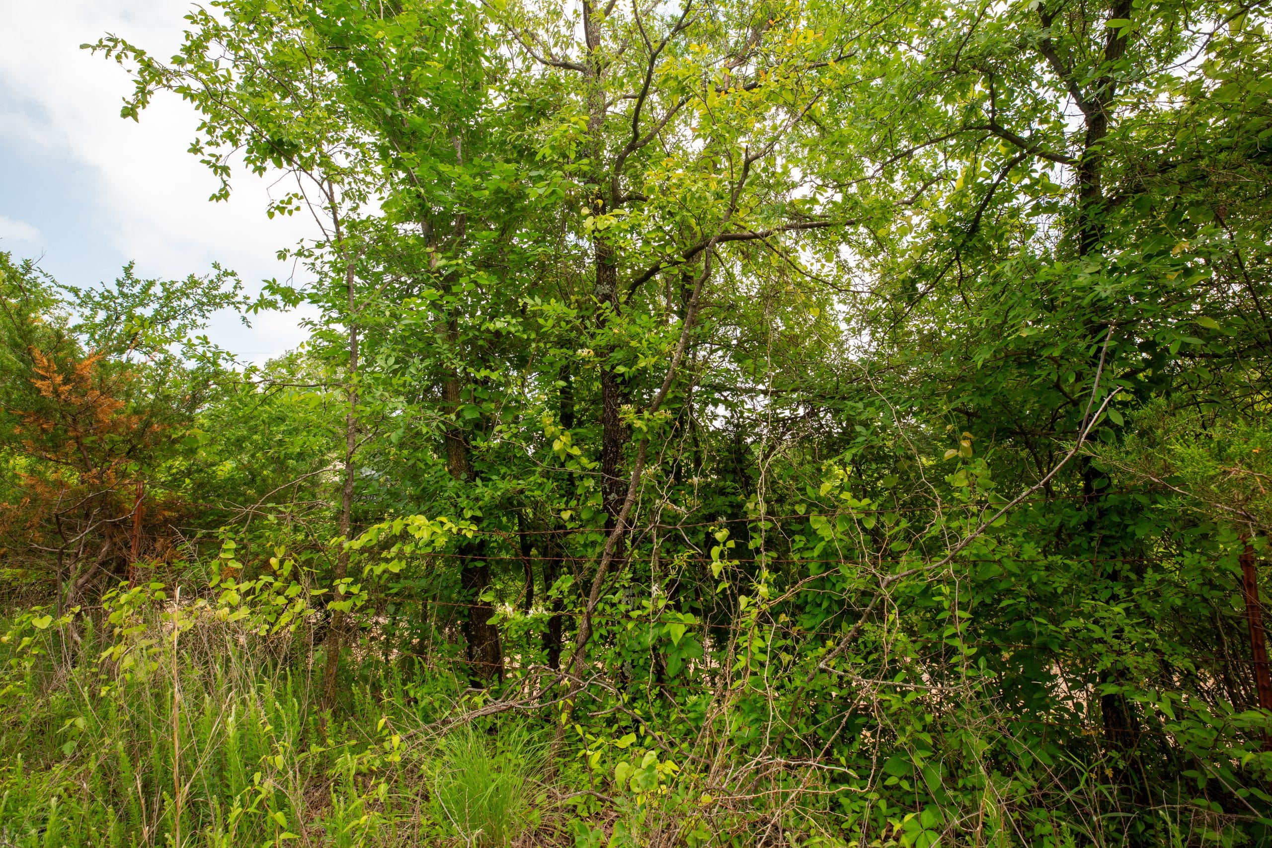 Moonrise Meadows Tract 23 photo 13
