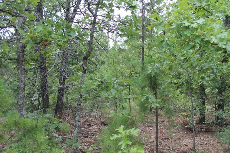 Trophy Ridge Phase III Tract 24 photo 4