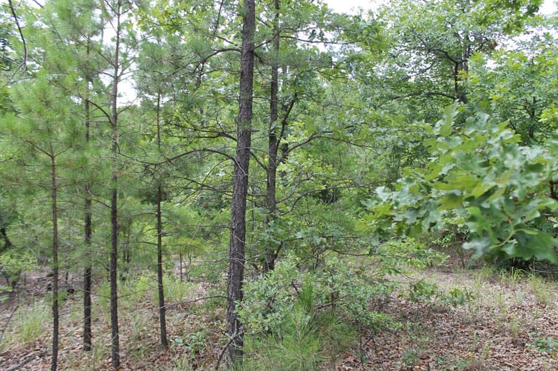 Trophy Ridge Phase III Tract 24 photo 5
